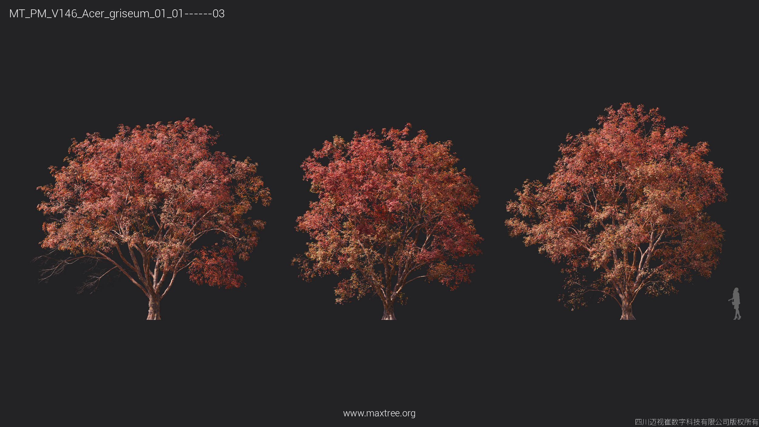 Maxtree Plant Models Vol 146 - Mesh 3D model_5