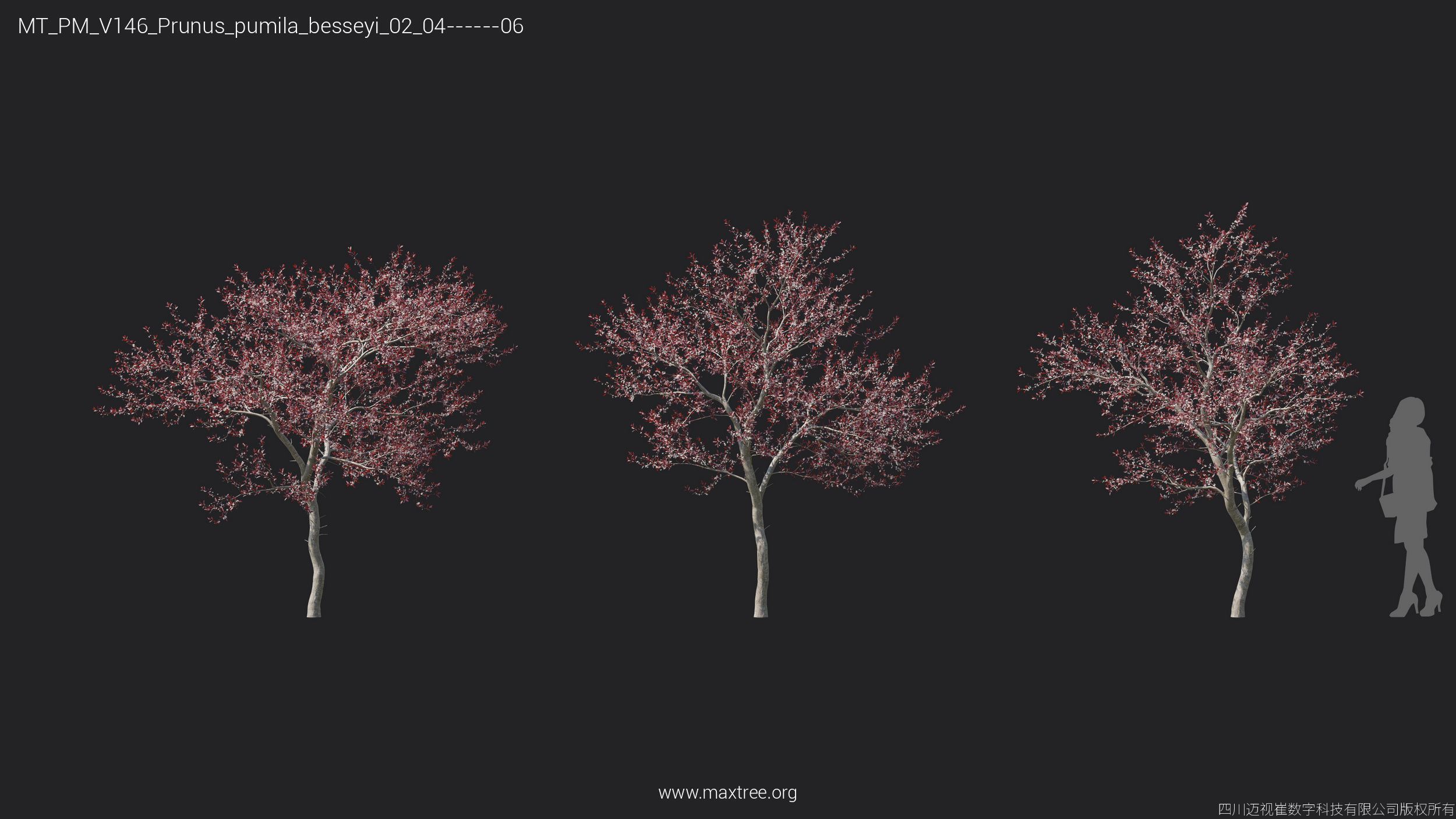 Maxtree Plant Models Vol 146 - Mesh 3D model_28
