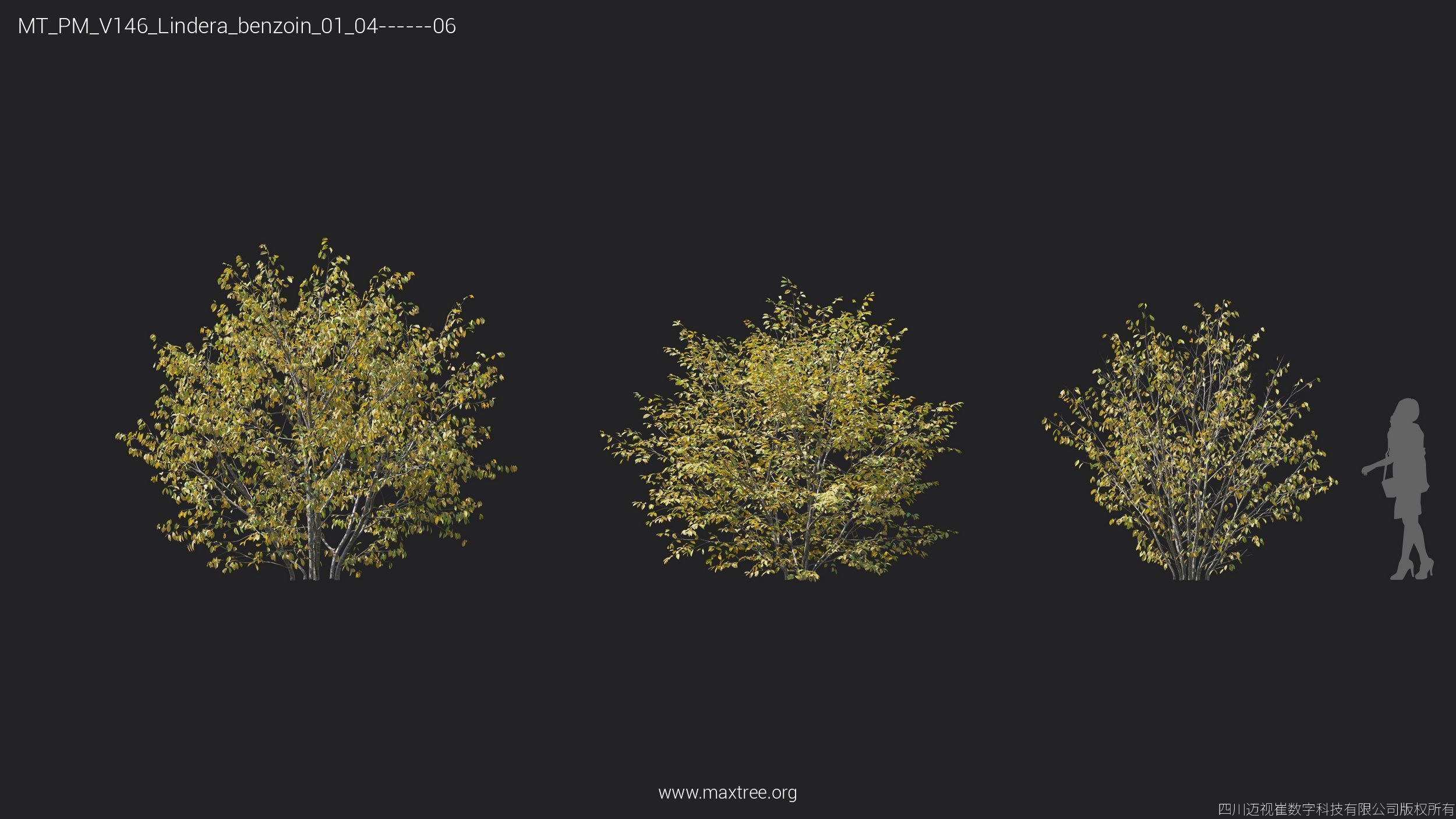 Maxtree Plant Models Vol 146 - Mesh 3D model_22