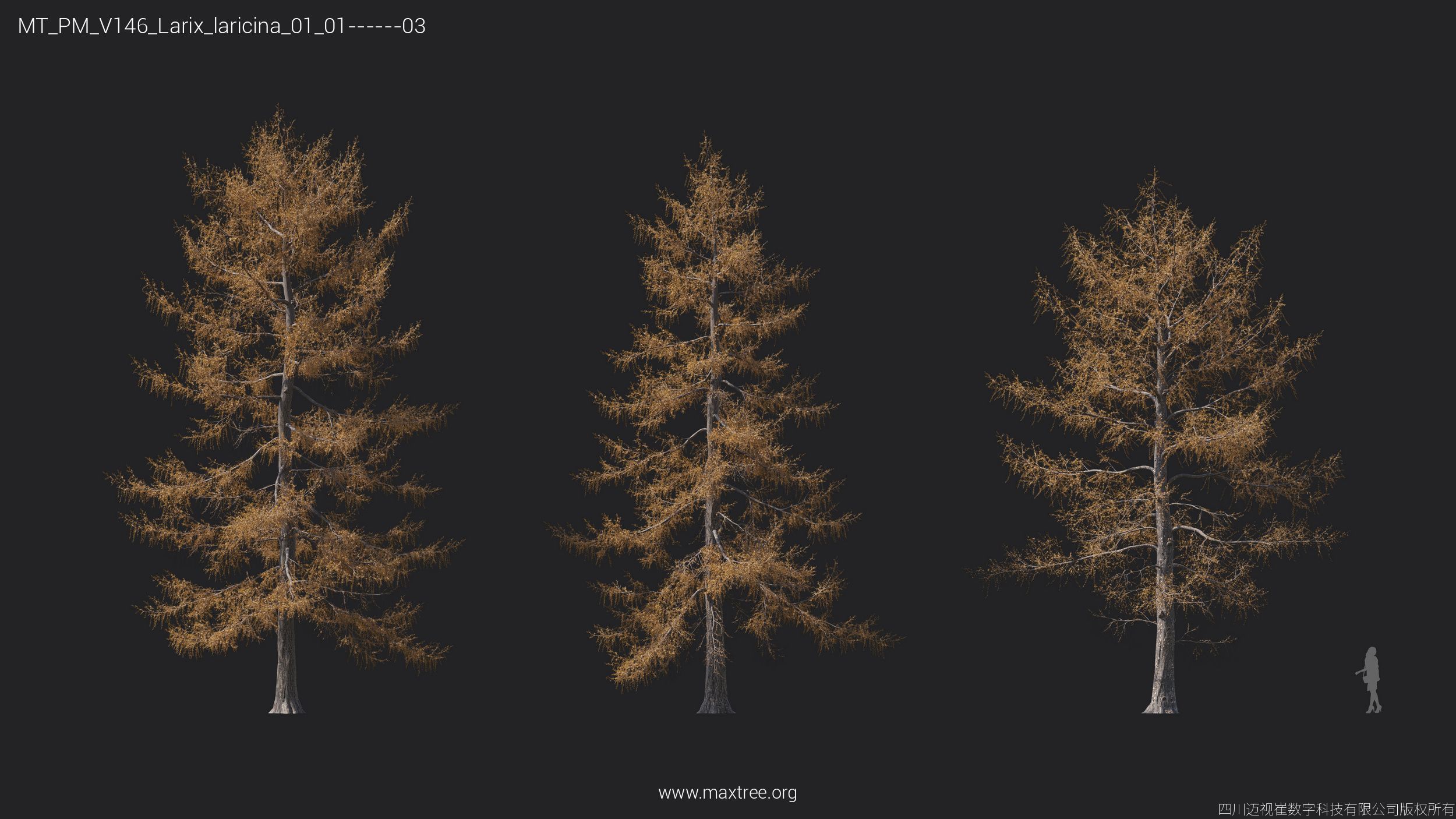 Maxtree Plant Models Vol 146 - Mesh 3D model_19