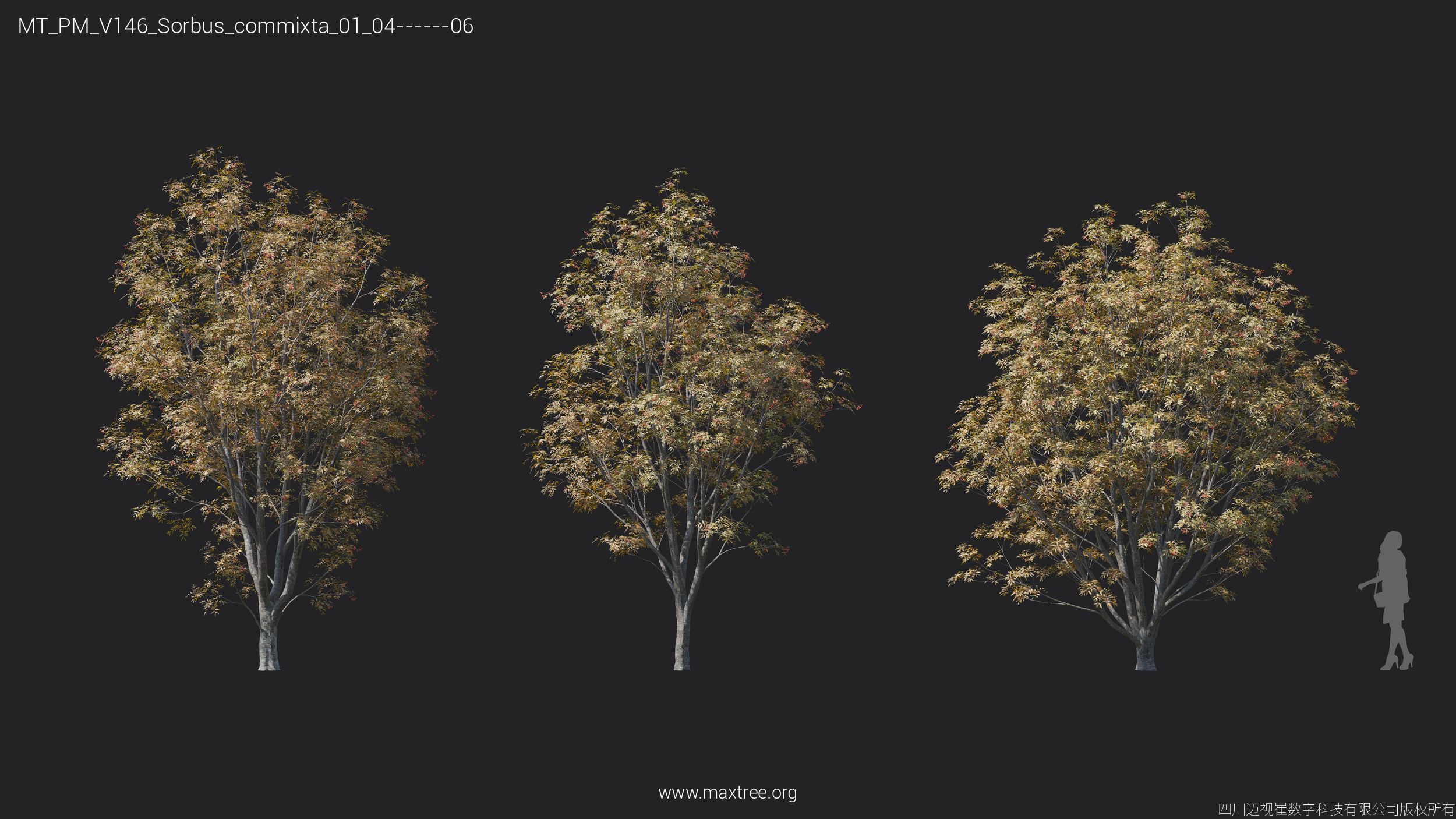Maxtree Plant Models Vol 146 - Mesh 3D model_34