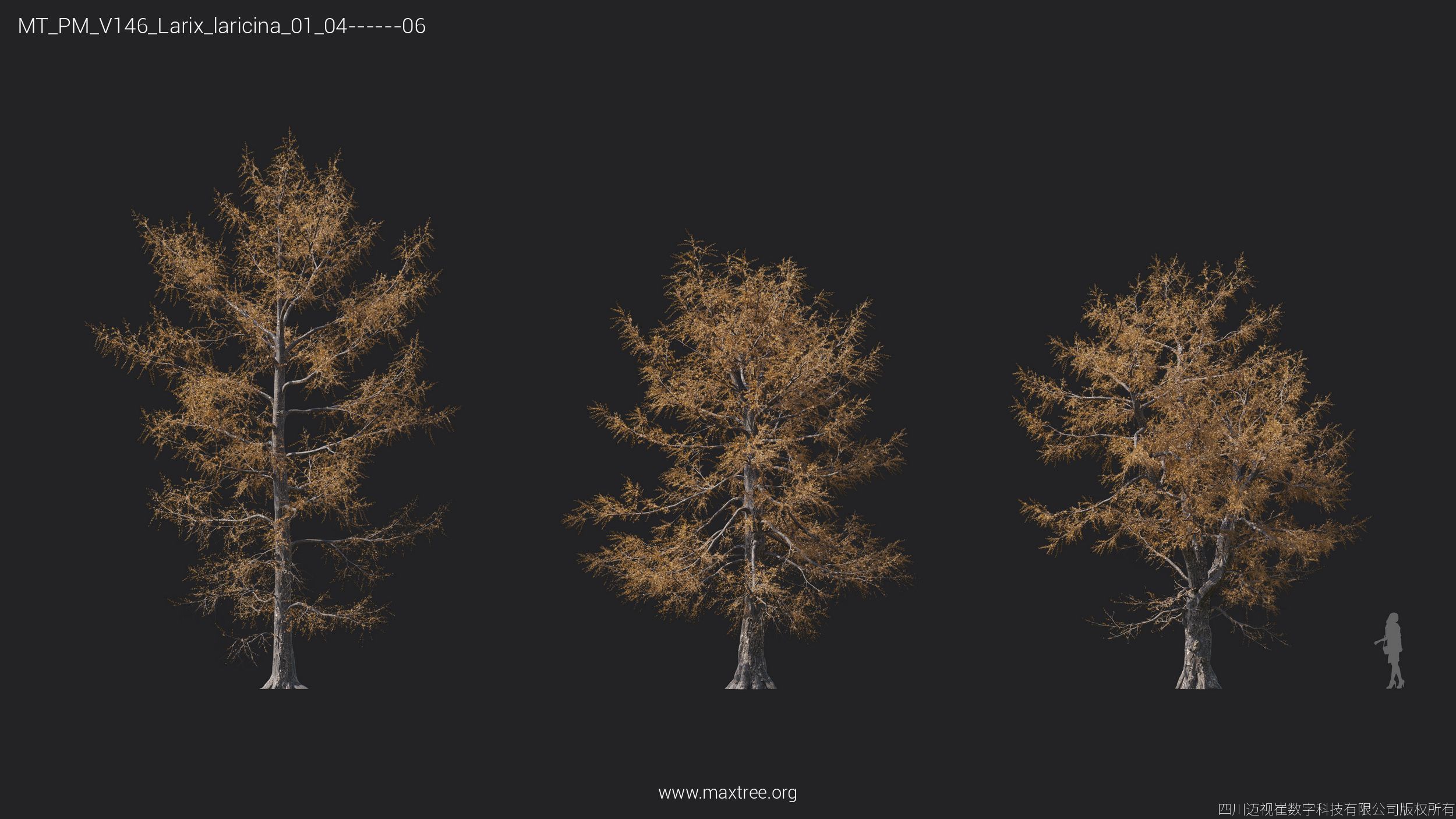 Maxtree Plant Models Vol 146 - Mesh 3D model_20