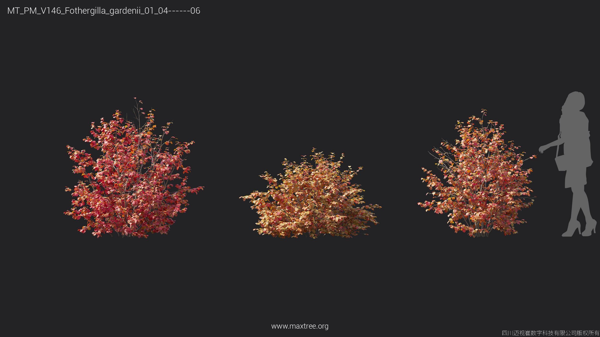 Maxtree Plant Models Vol 146 - Mesh 3D model_12