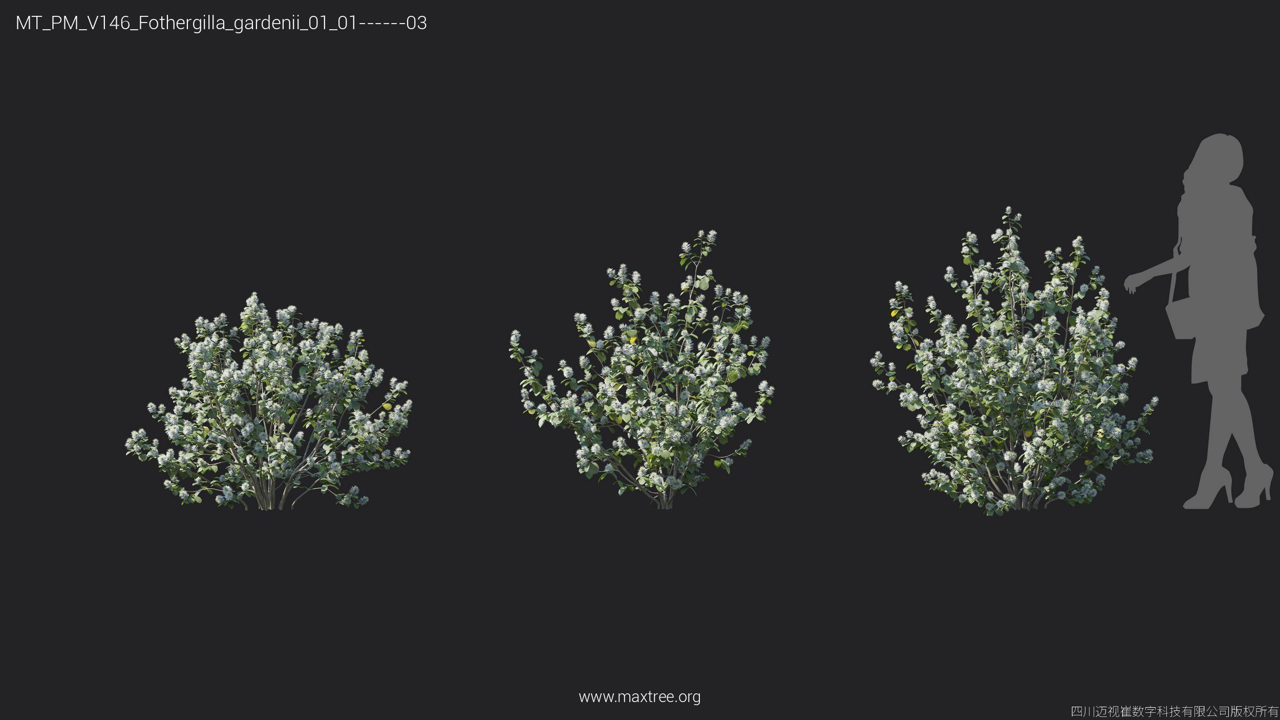 Maxtree Plant Models Vol 146 - Mesh 3D model_11
