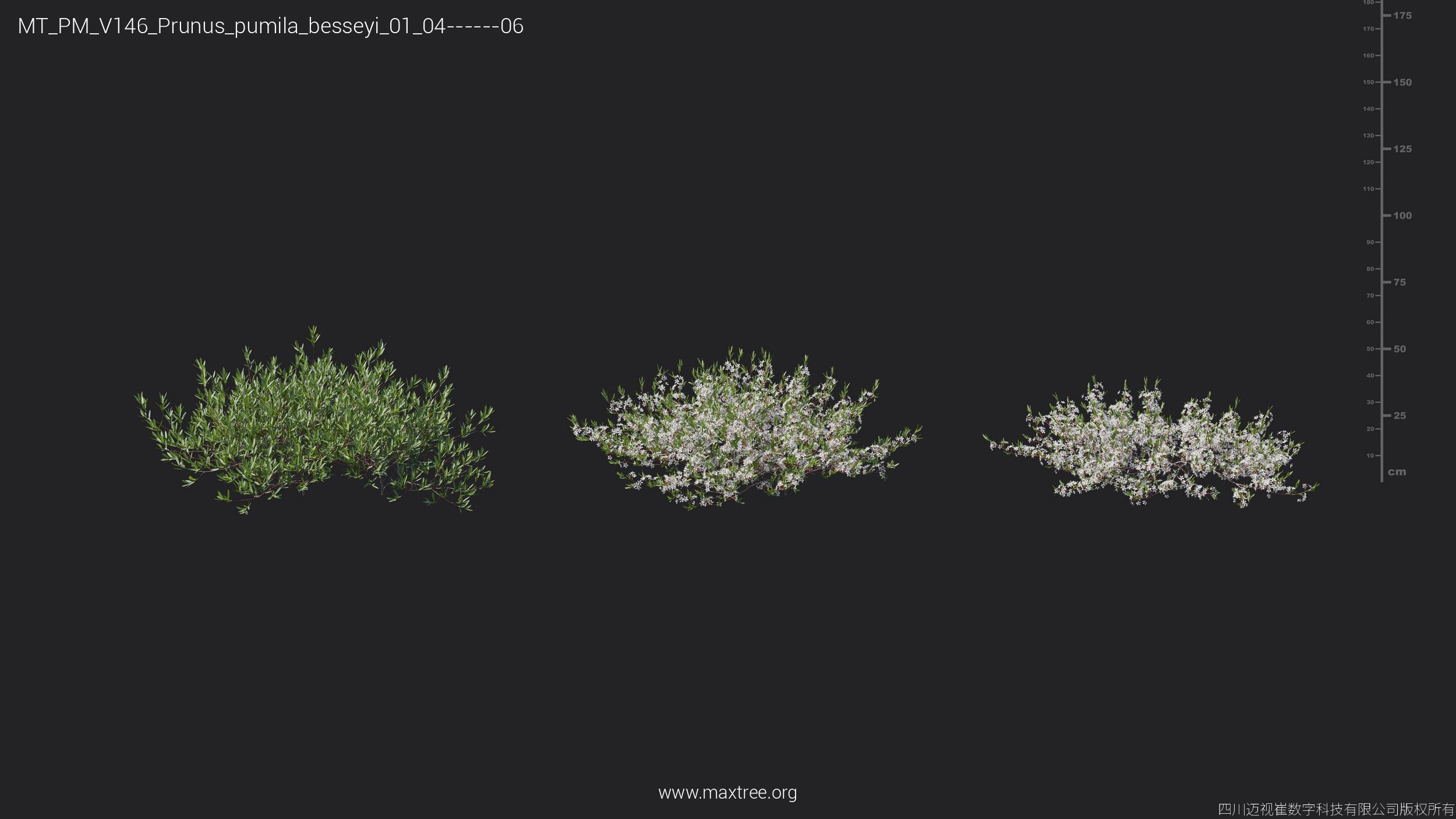 Maxtree Plant Models Vol 146 - Mesh 3D model_26