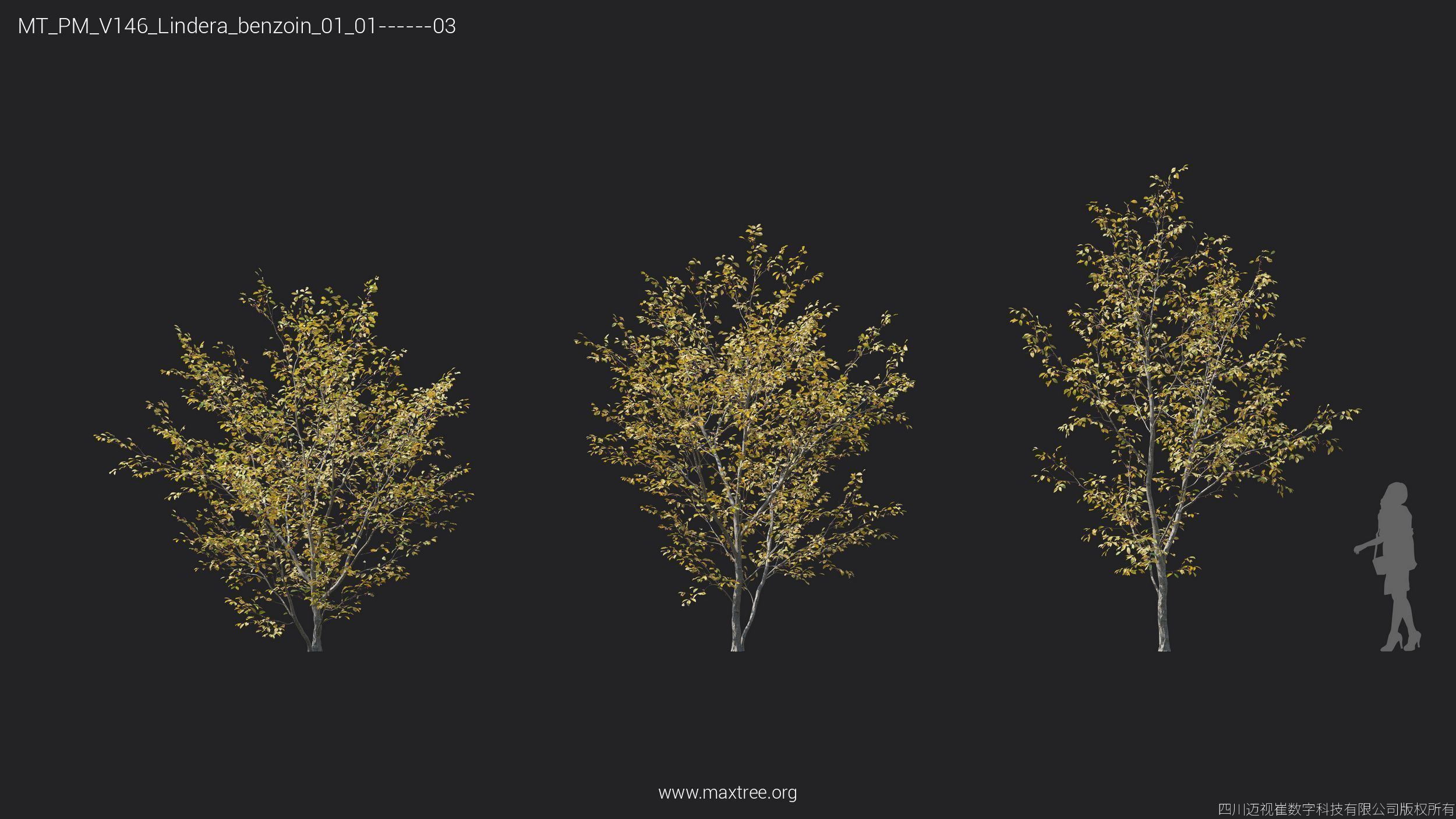 Maxtree Plant Models Vol 146 - Mesh 3D model_21