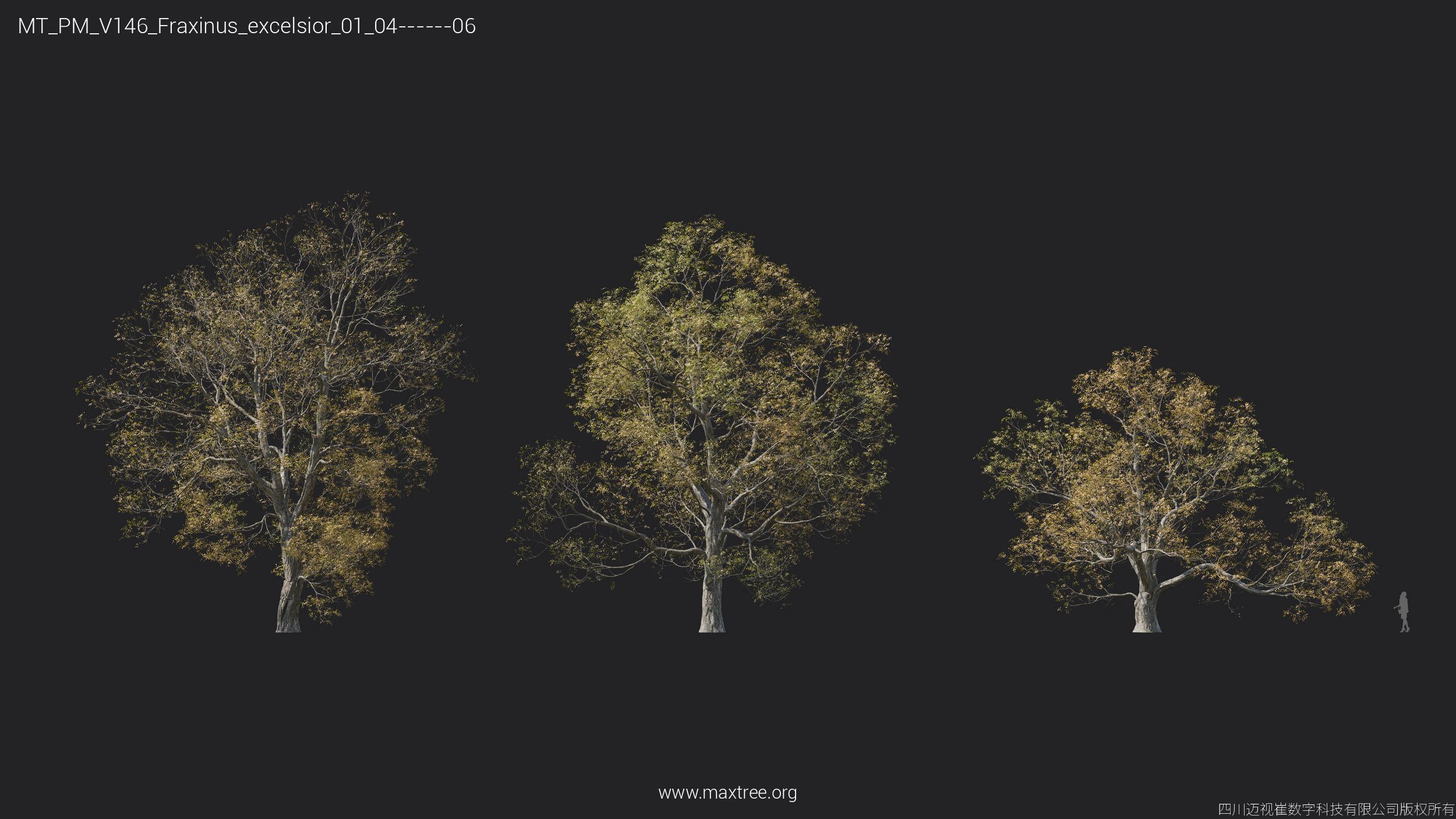 Maxtree Plant Models Vol 146 - Mesh 3D model_14
