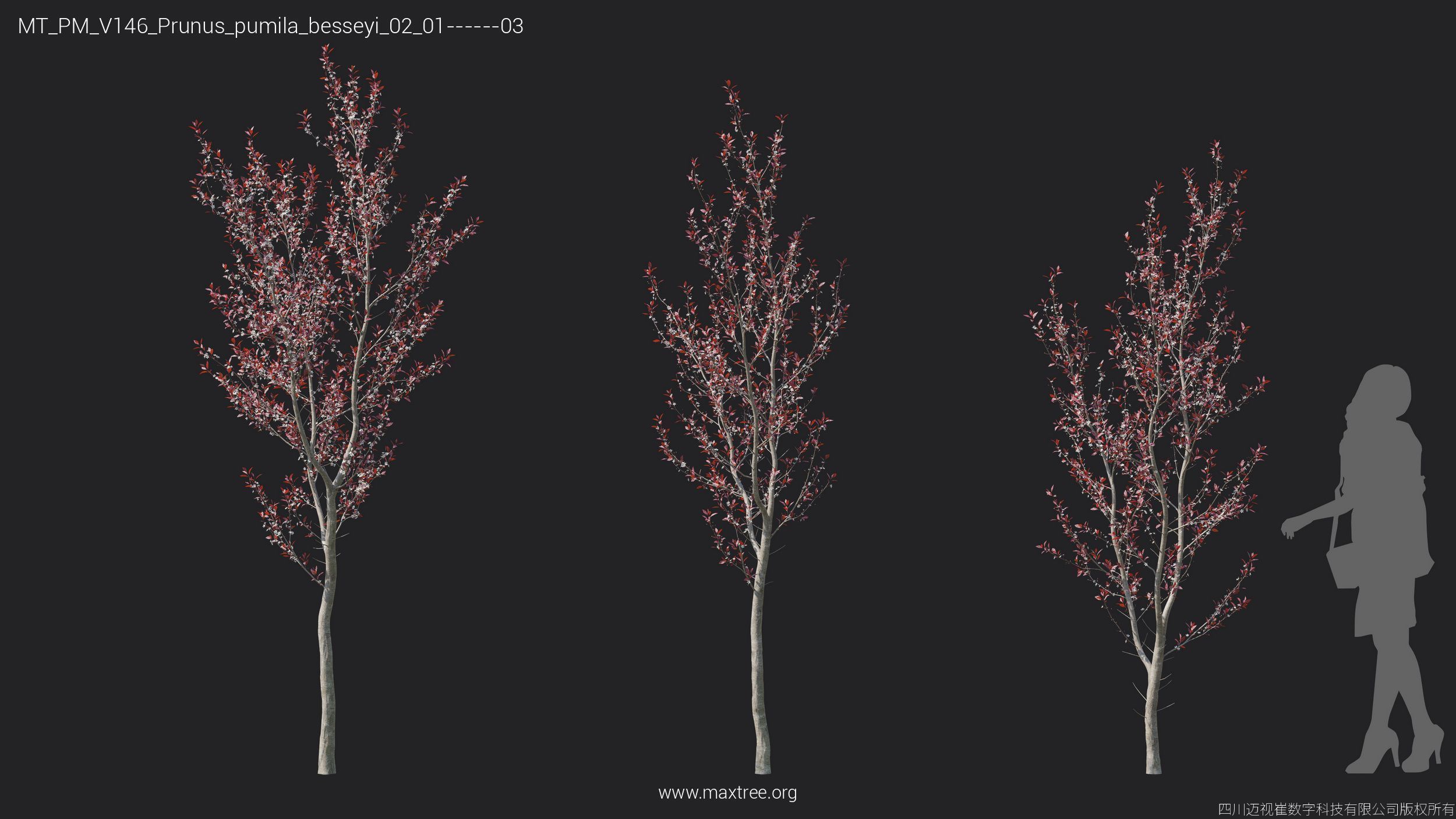 Maxtree Plant Models Vol 146 - Mesh 3D model_27