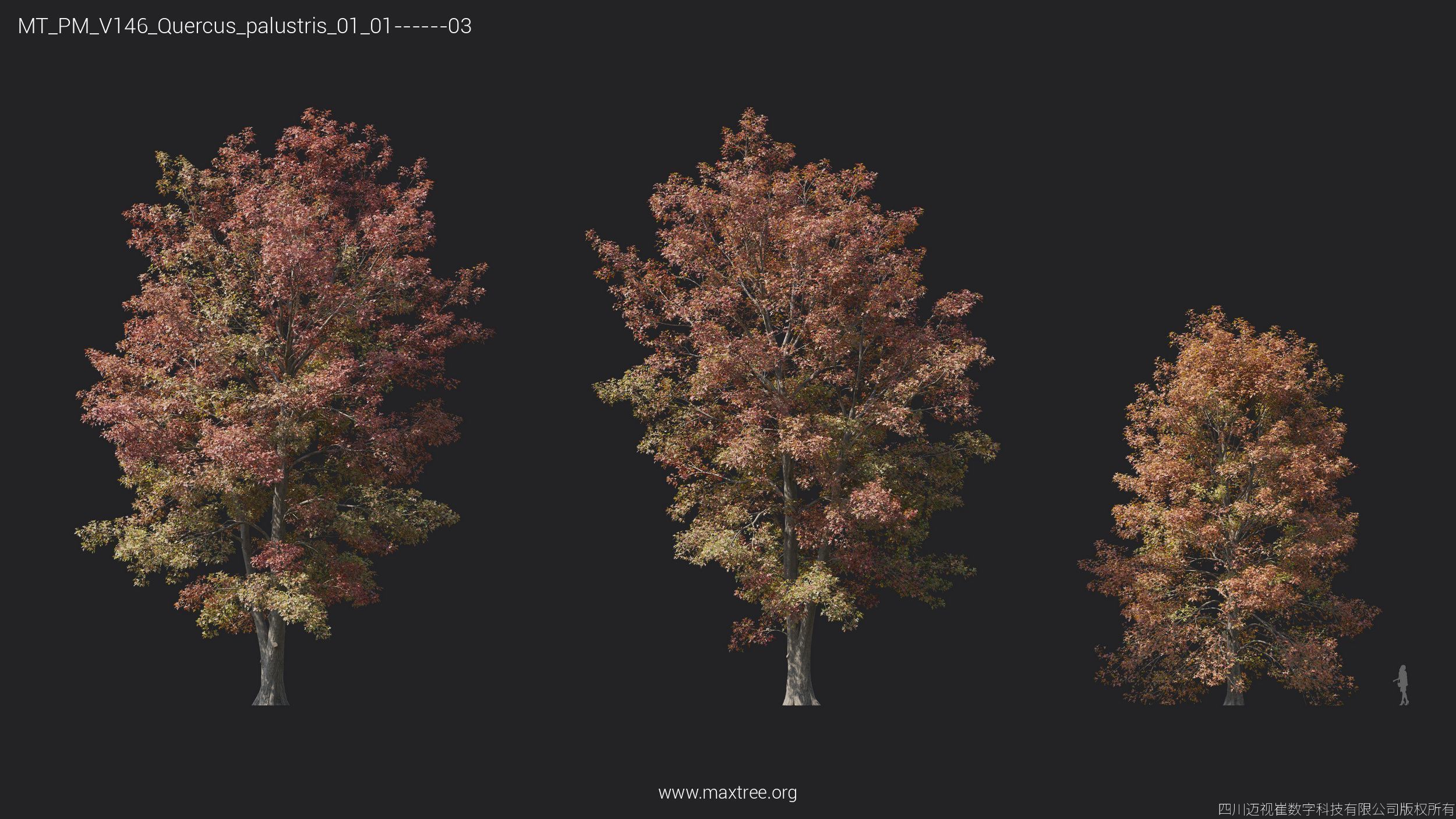 Maxtree Plant Models Vol 146 - Mesh 3D model_29