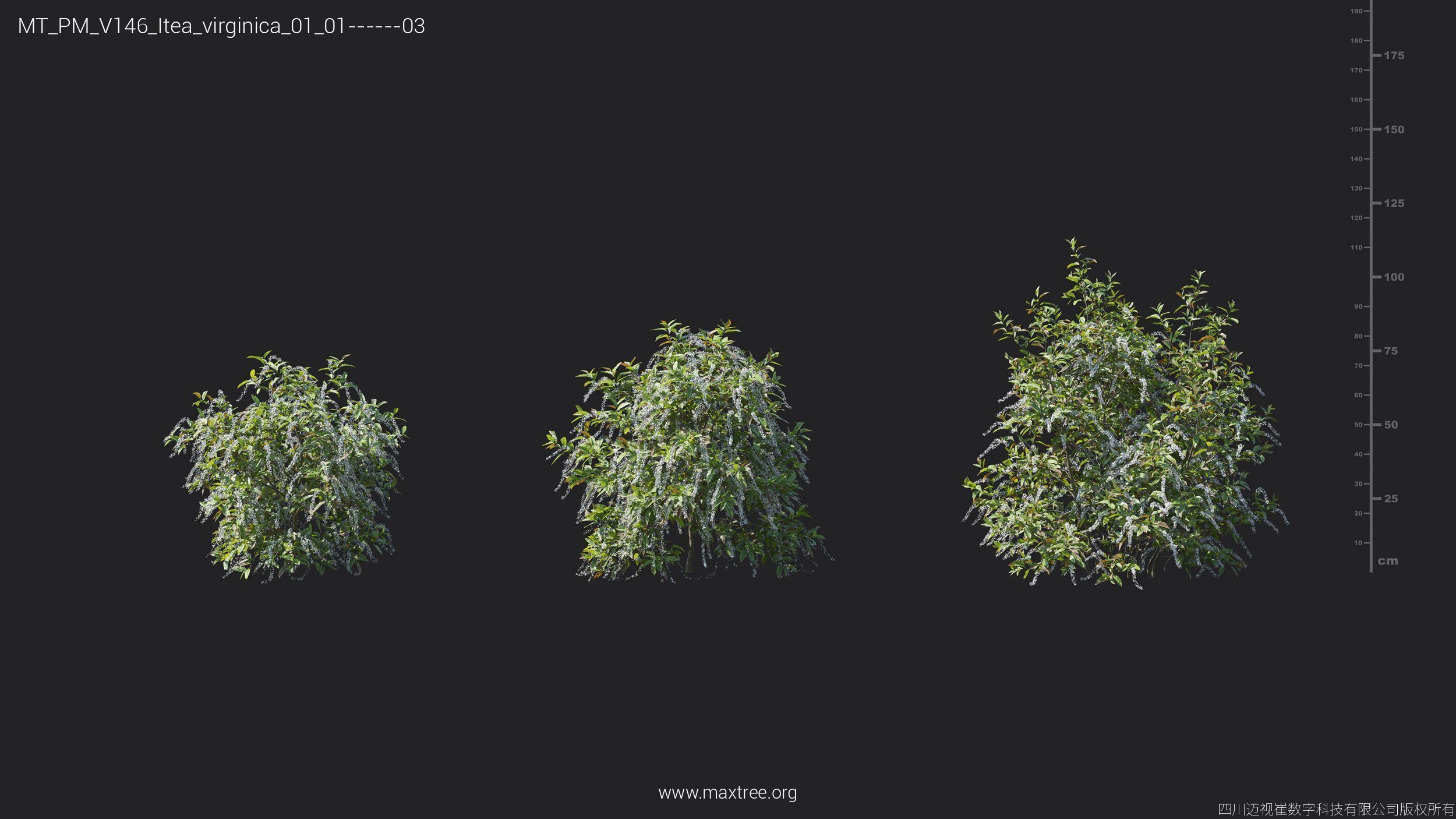 Maxtree Plant Models Vol 146 - Mesh 3D model_15