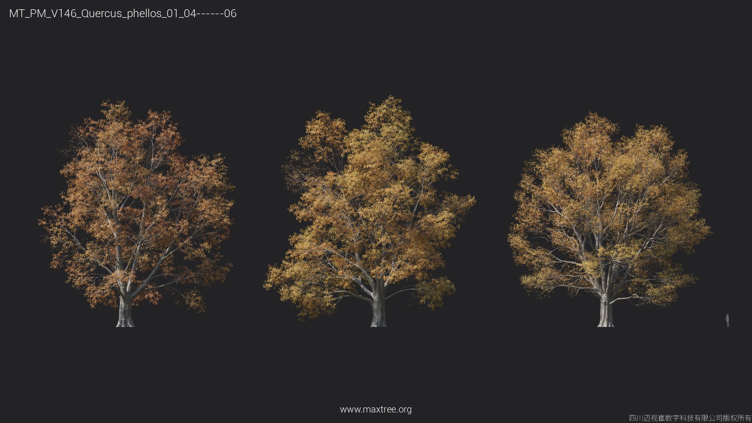 Maxtree Plant Models Vol 146 - Mesh 3D model_32