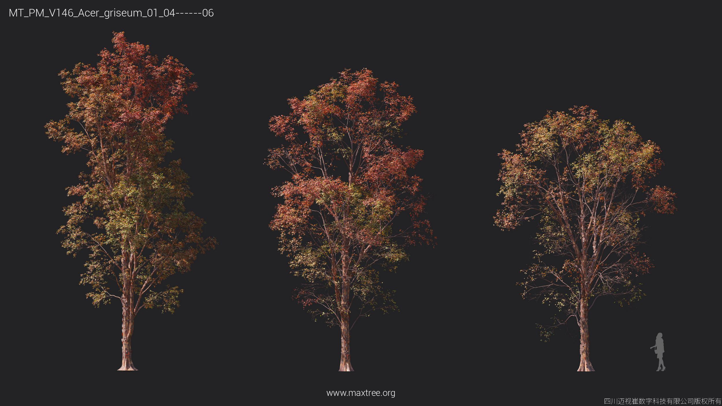 Maxtree Plant Models Vol 146 - Mesh 3D model_6