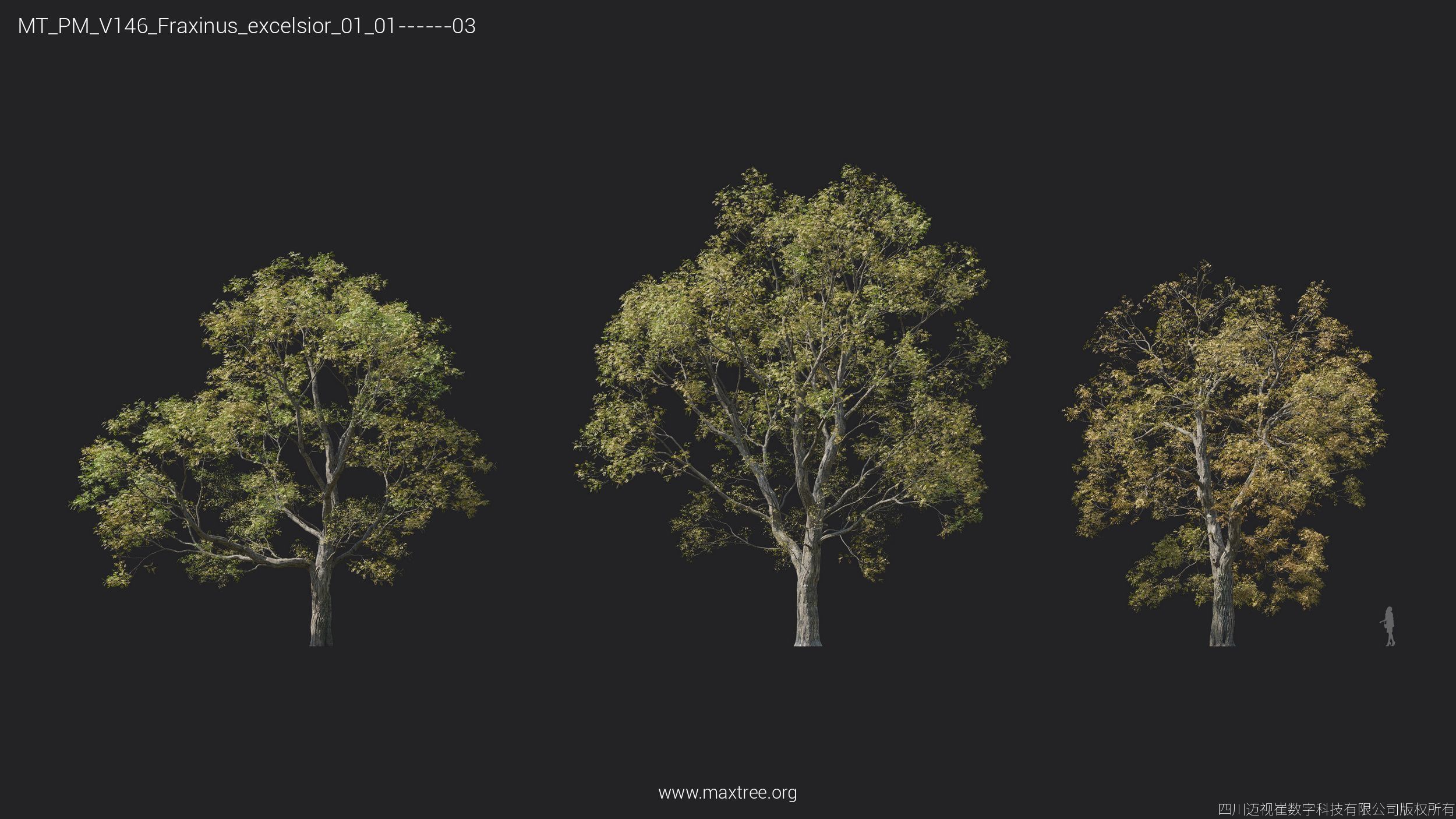 Maxtree Plant Models Vol 146 - Mesh 3D model_13