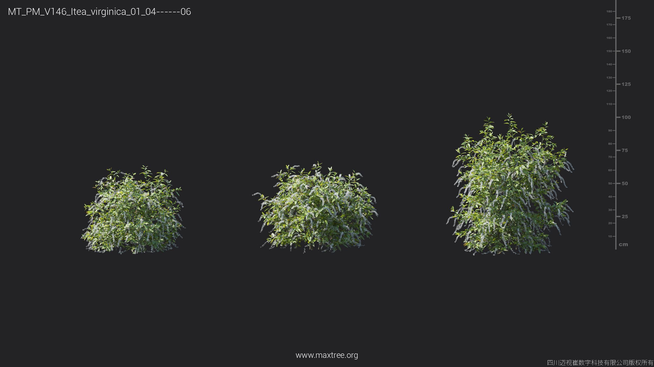 Maxtree Plant Models Vol 146 - Mesh 3D model_16