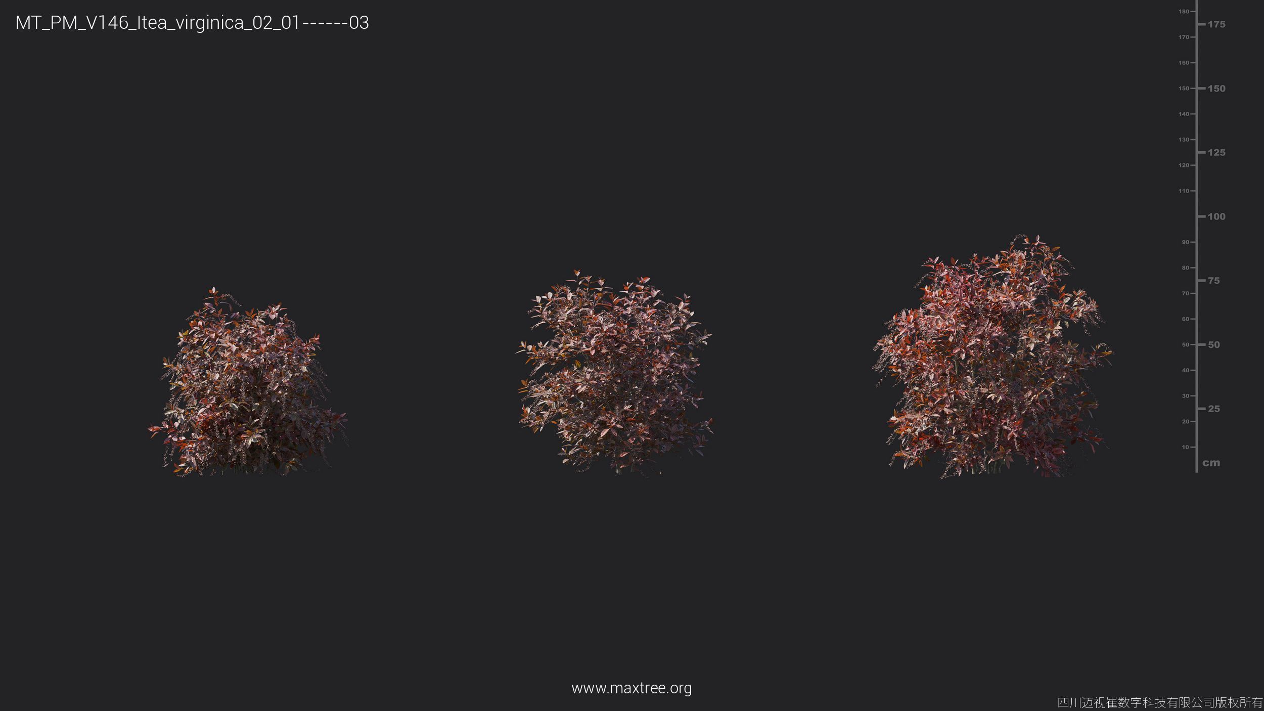 Maxtree Plant Models Vol 146 - Mesh 3D model_17