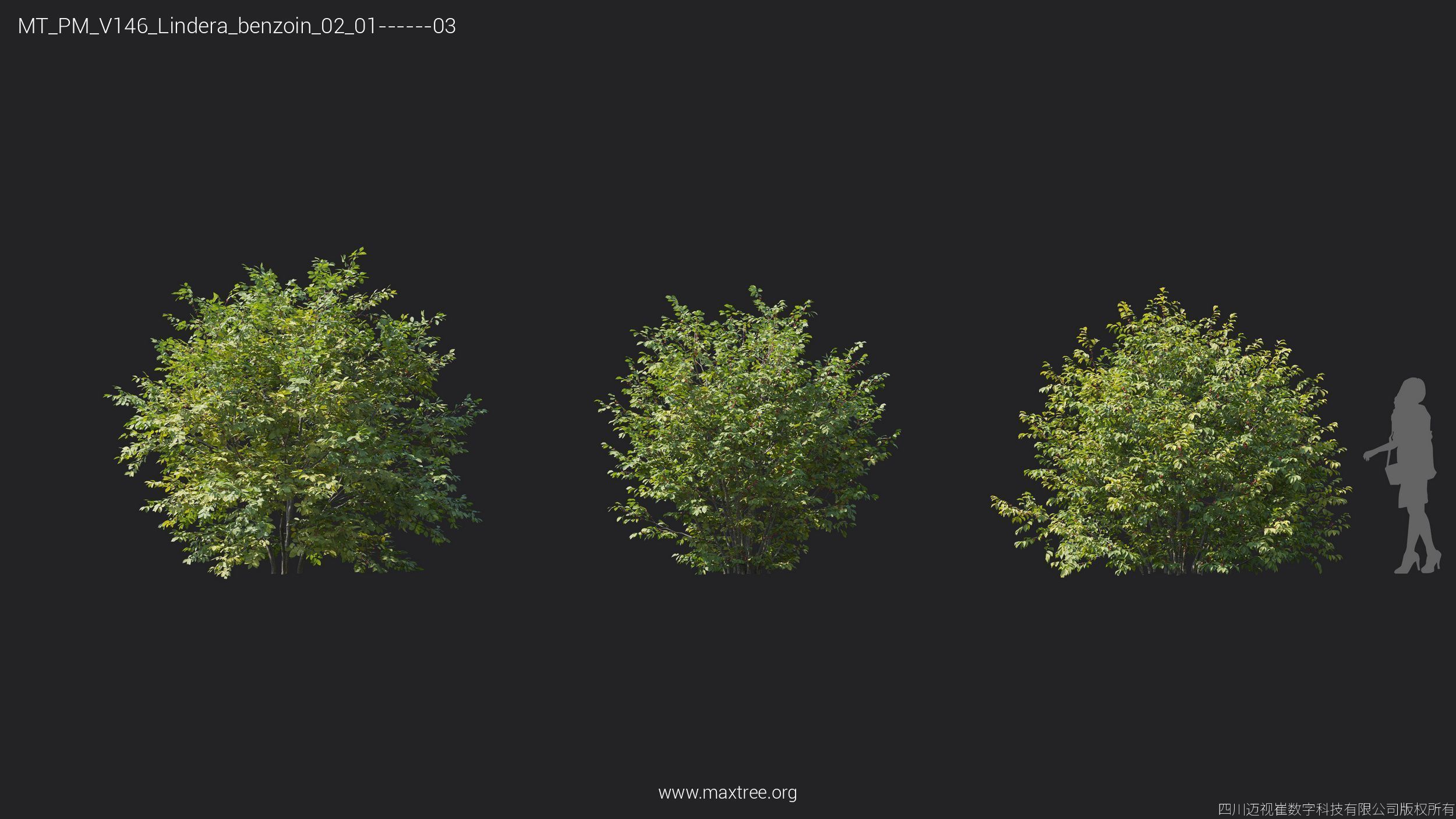 Maxtree Plant Models Vol 146 - Mesh 3D model_23