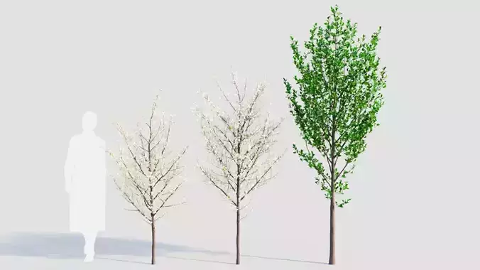 Prunus spinosa a 3D model