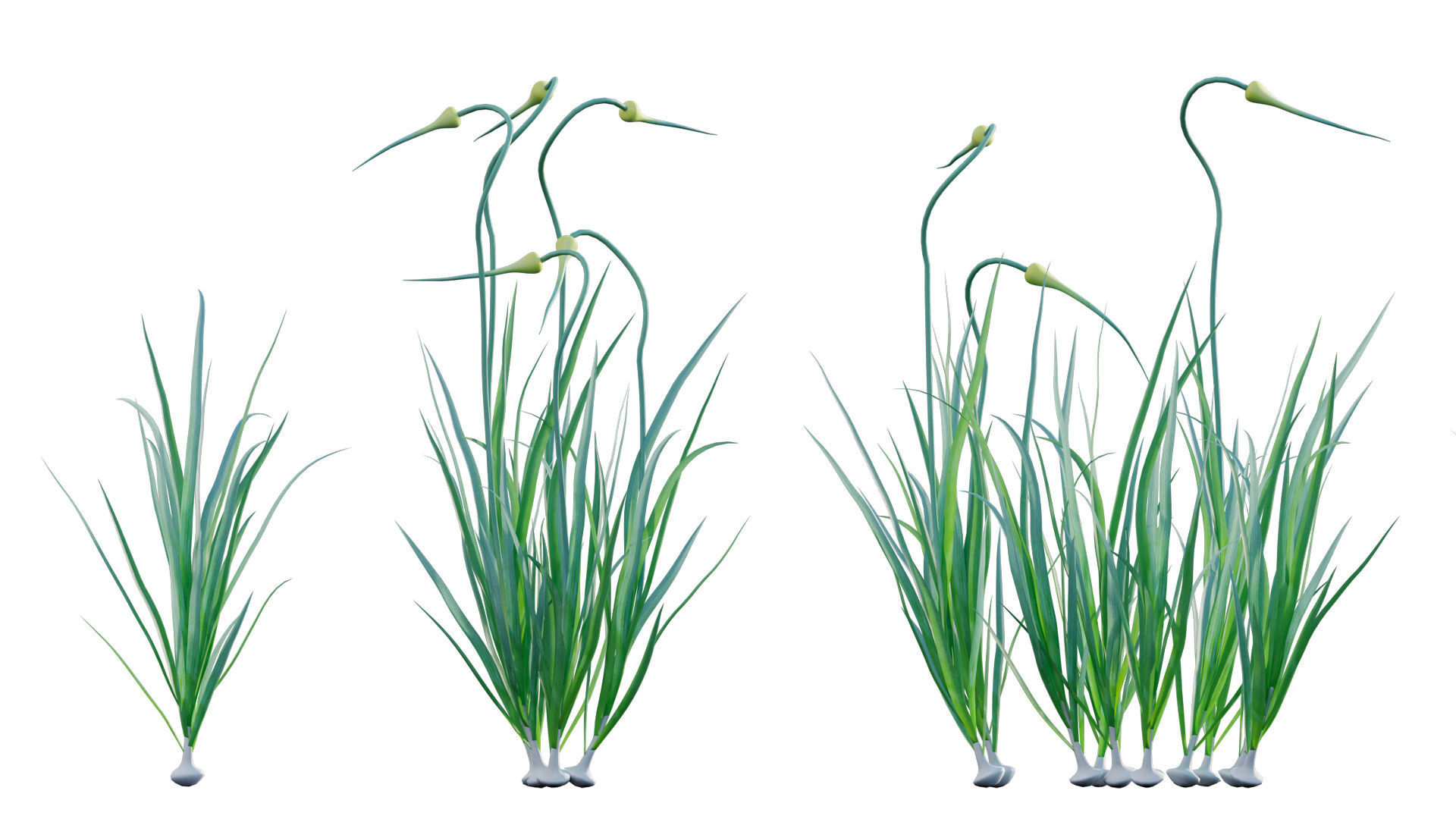 Garlic - Allium sativum 3D model_5