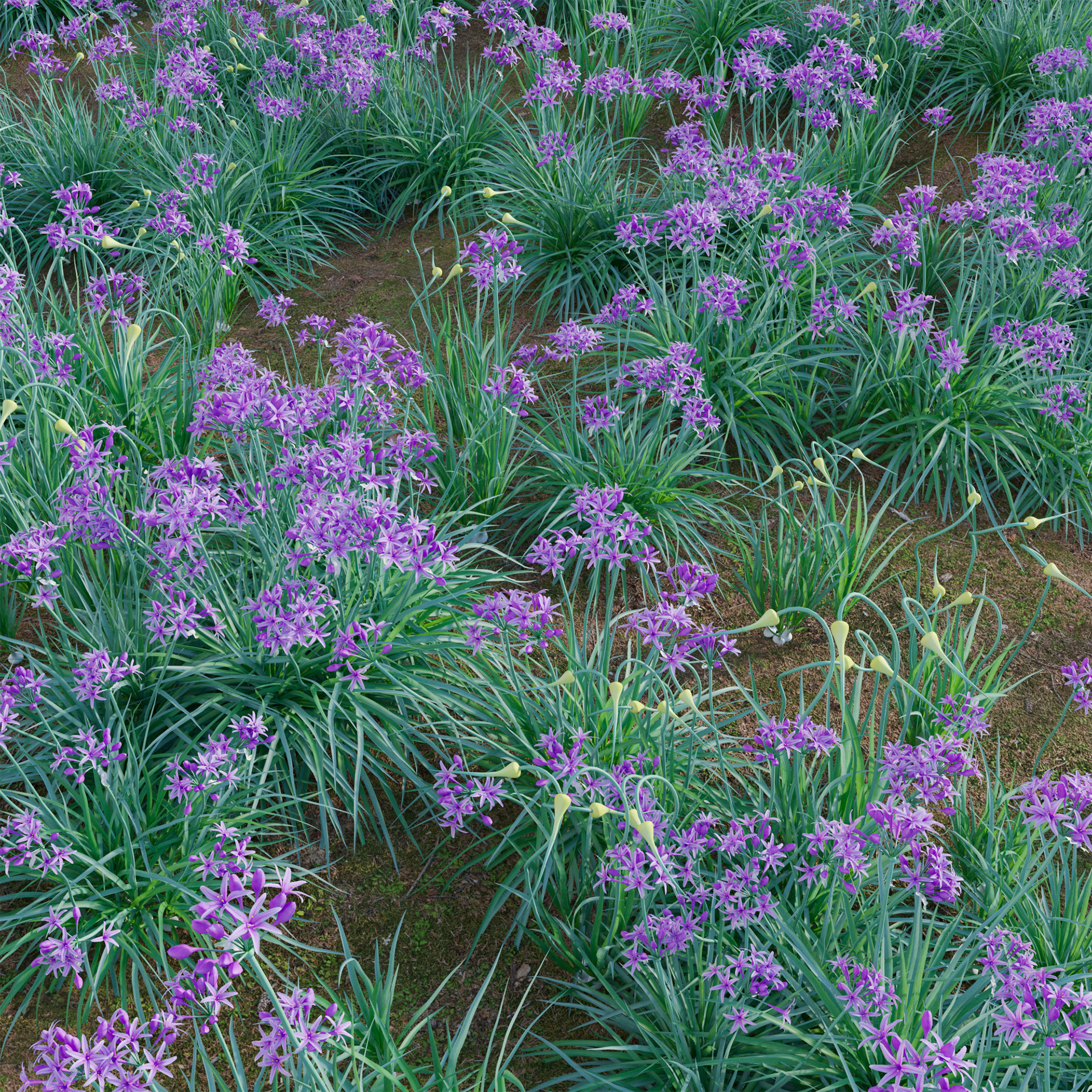 Garlic - Allium sativum 3D model_3