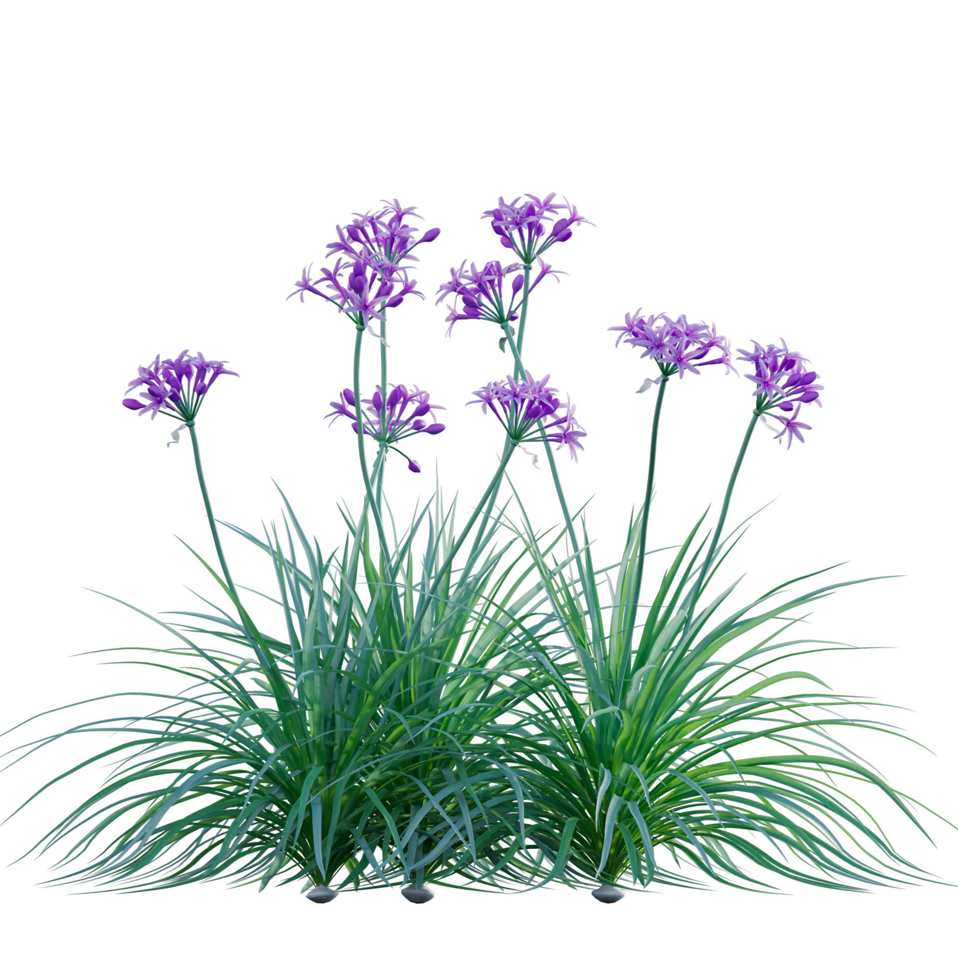 Garlic - Allium sativum 3D model_1