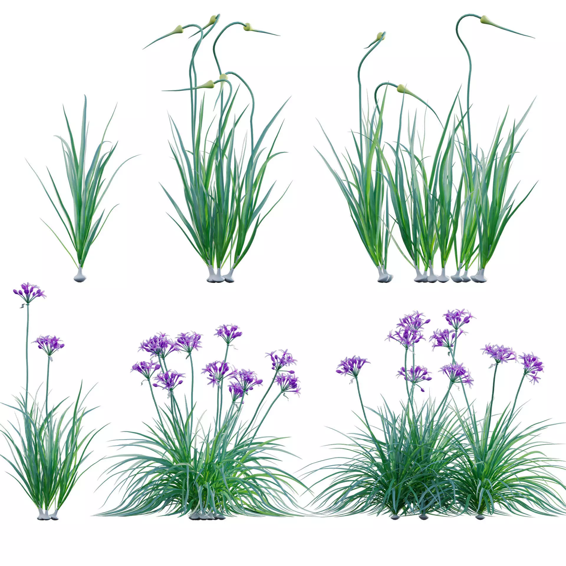 Garlic - Allium sativum 3D model_0