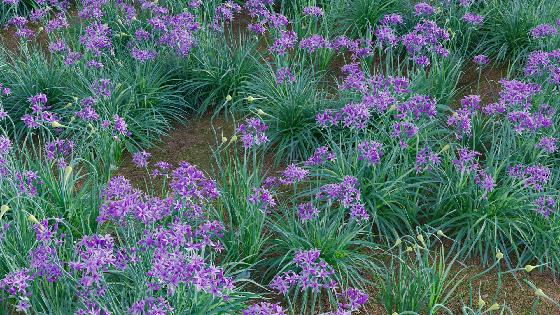 Garlic - Allium sativum 3D model_9