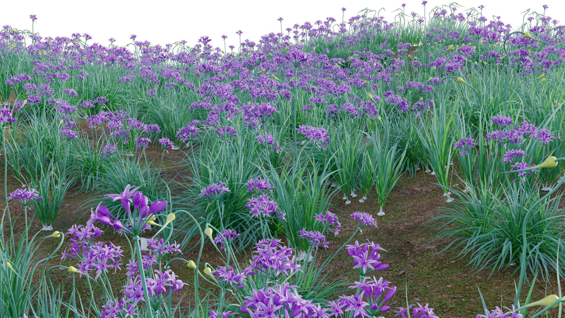 Garlic - Allium sativum 3D model_7