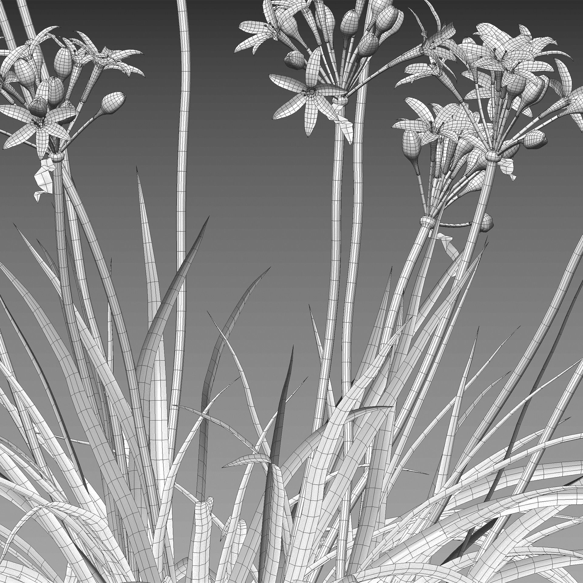 Garlic - Allium sativum 3D model_4