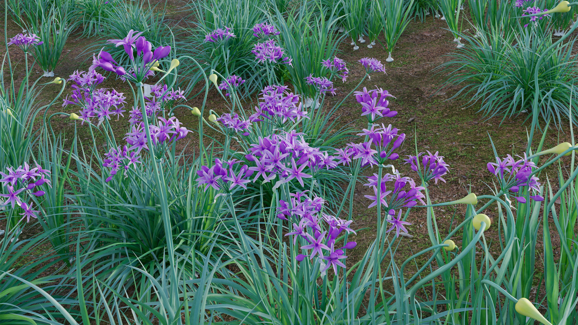 Garlic - Allium sativum 3D model_8