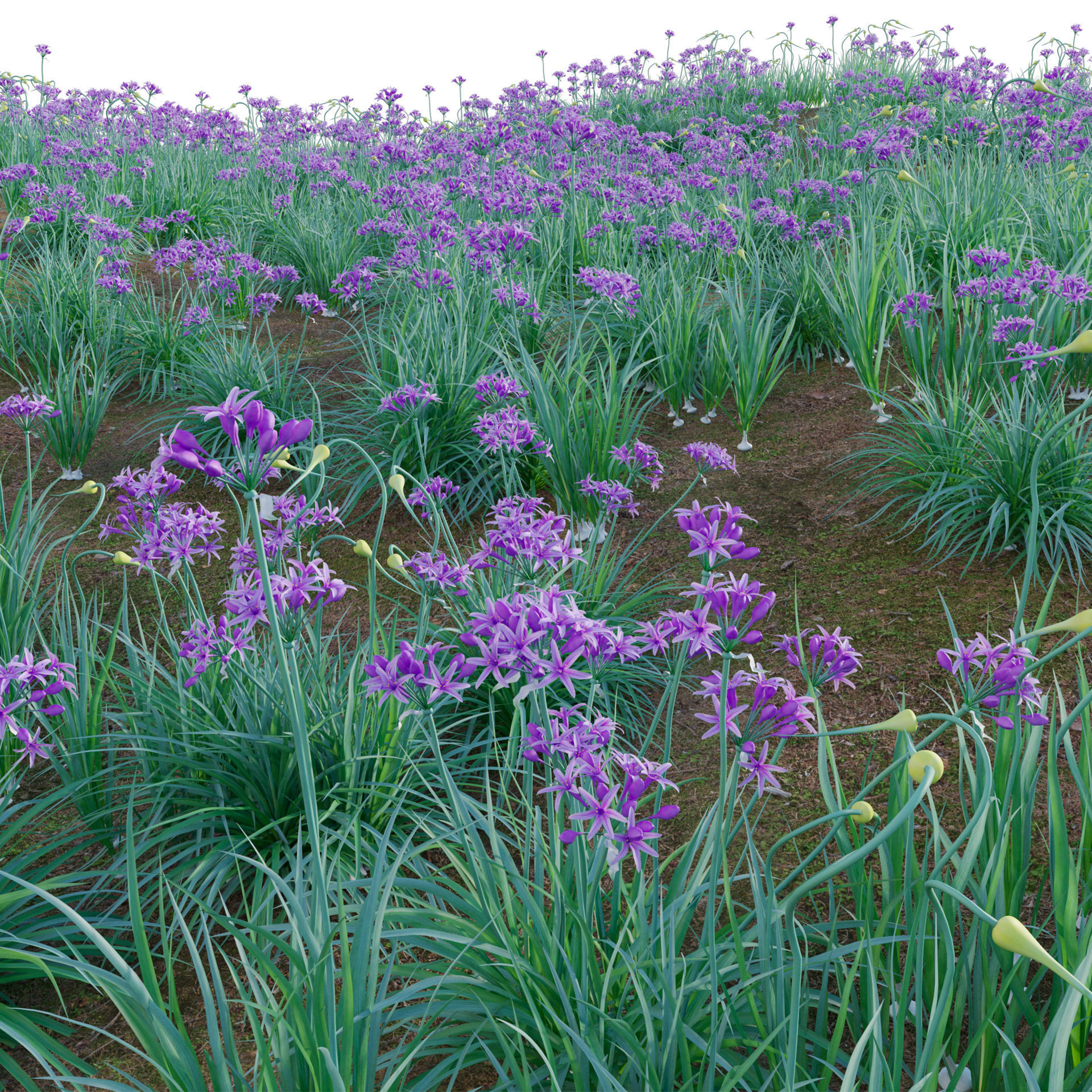 Garlic - Allium sativum 3D model_2