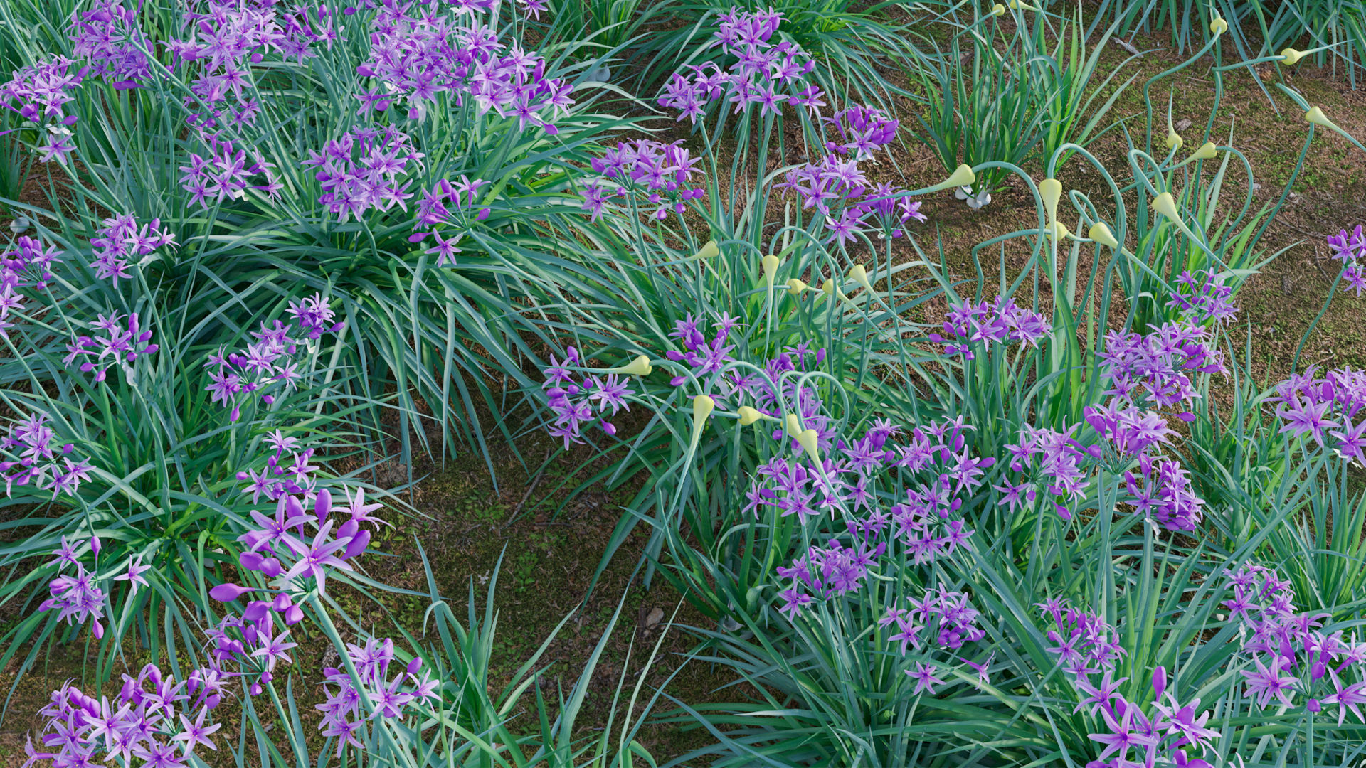 Garlic - Allium sativum 3D model_10