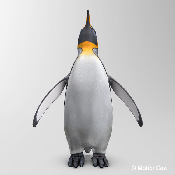 Penguin 3D model_5