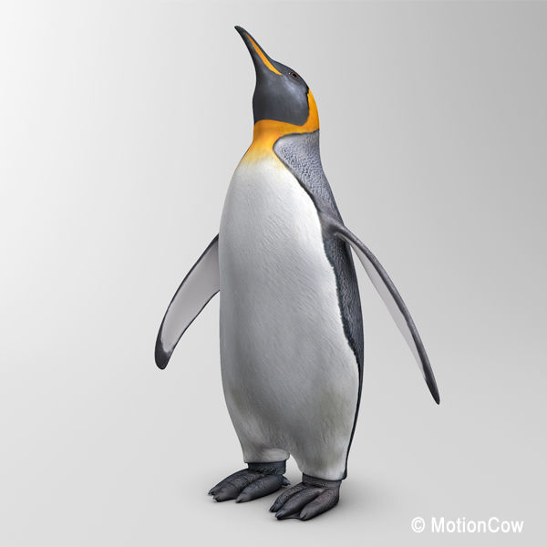 Penguin 3D model_8