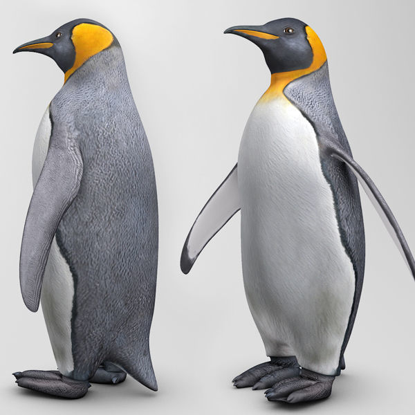 Penguin 3D model_3
