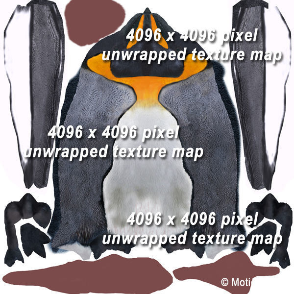 Penguin 3D model_9