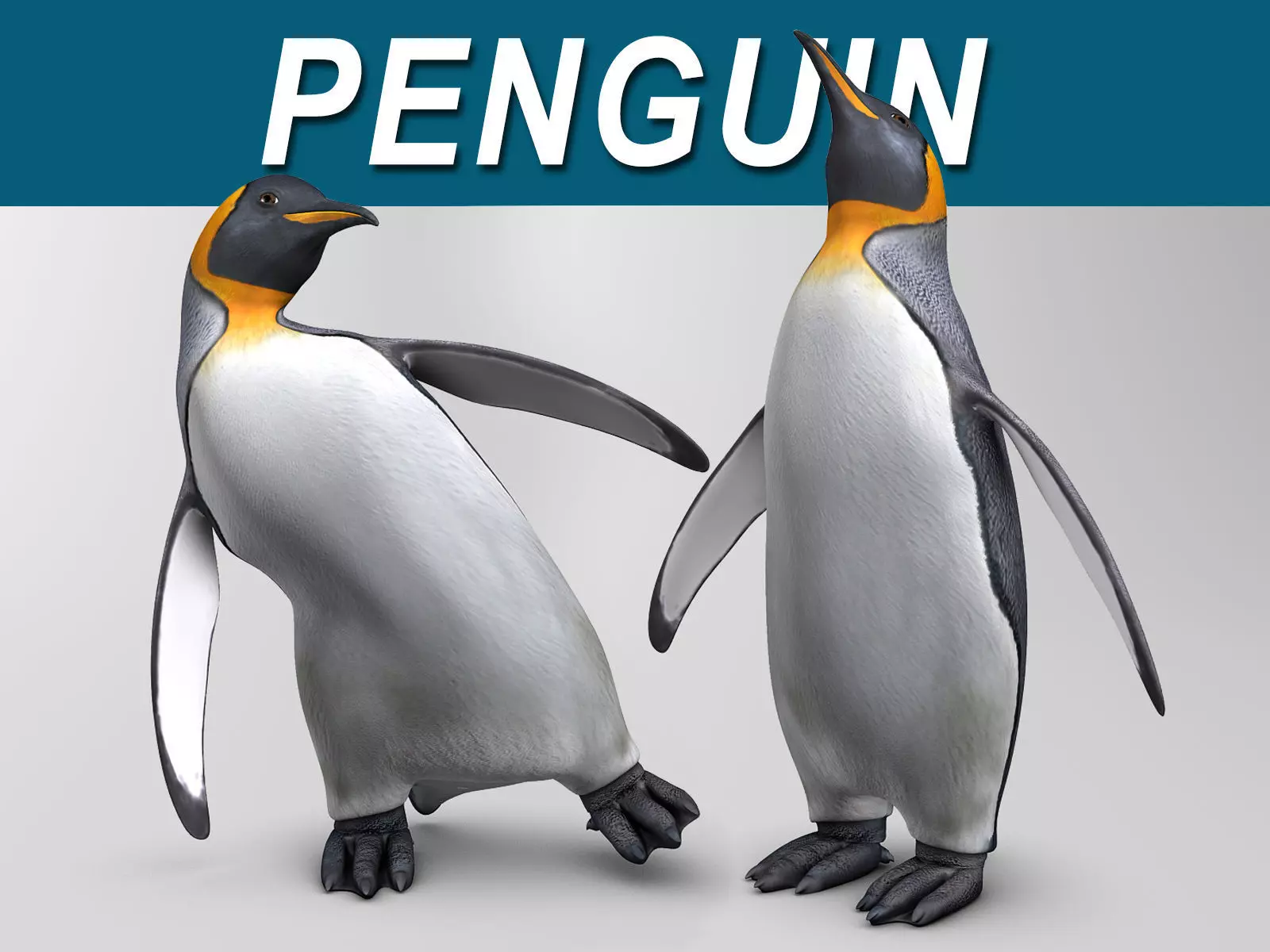 Penguin 3D model_0