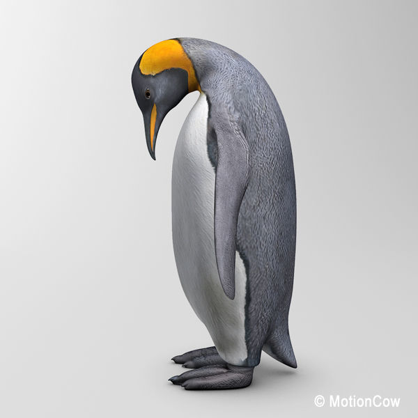 Penguin 3D model_6