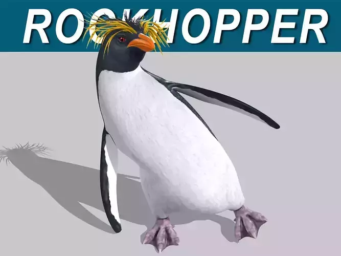 Penguin  Rockhopper