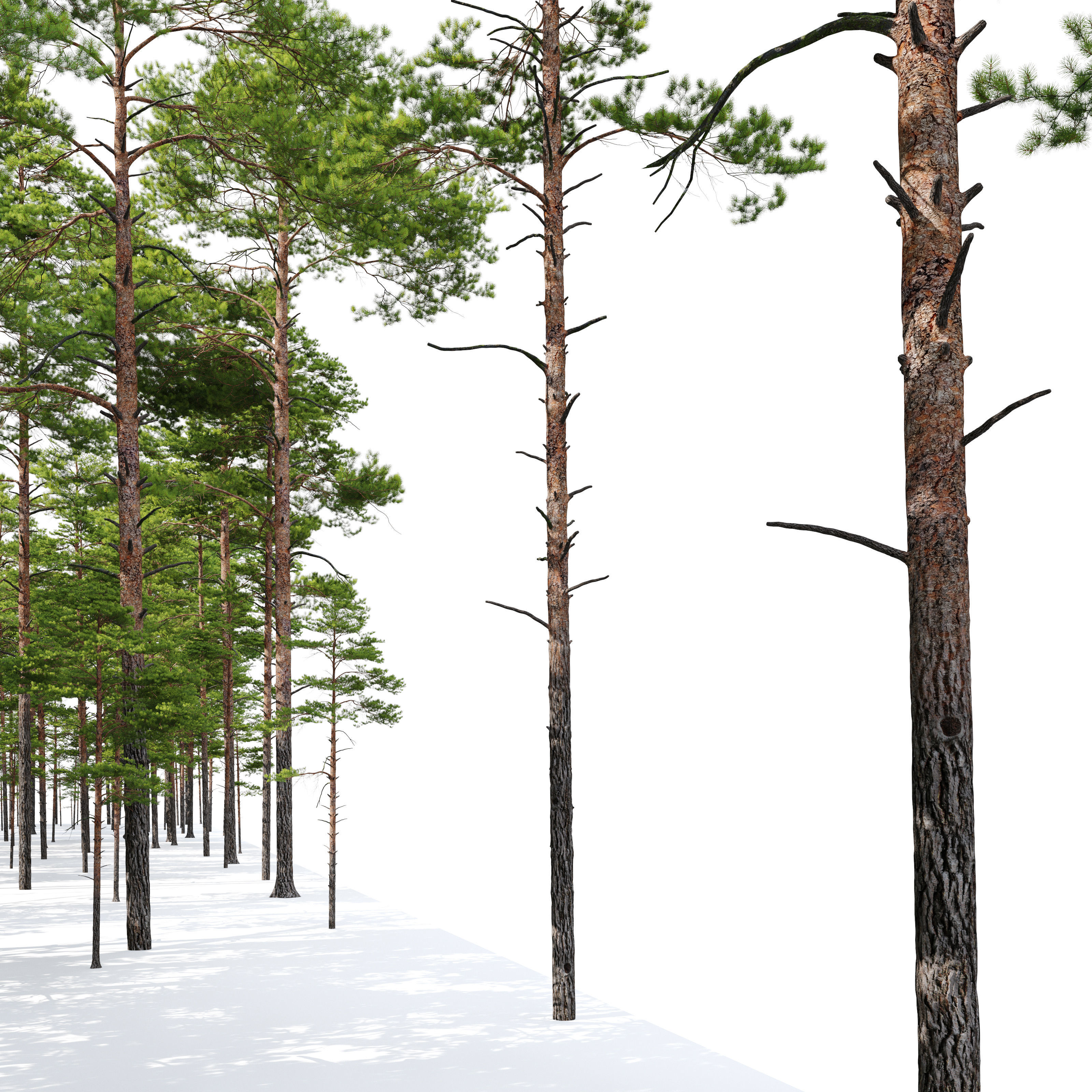 Pinus sylvestris 15 3D model_5