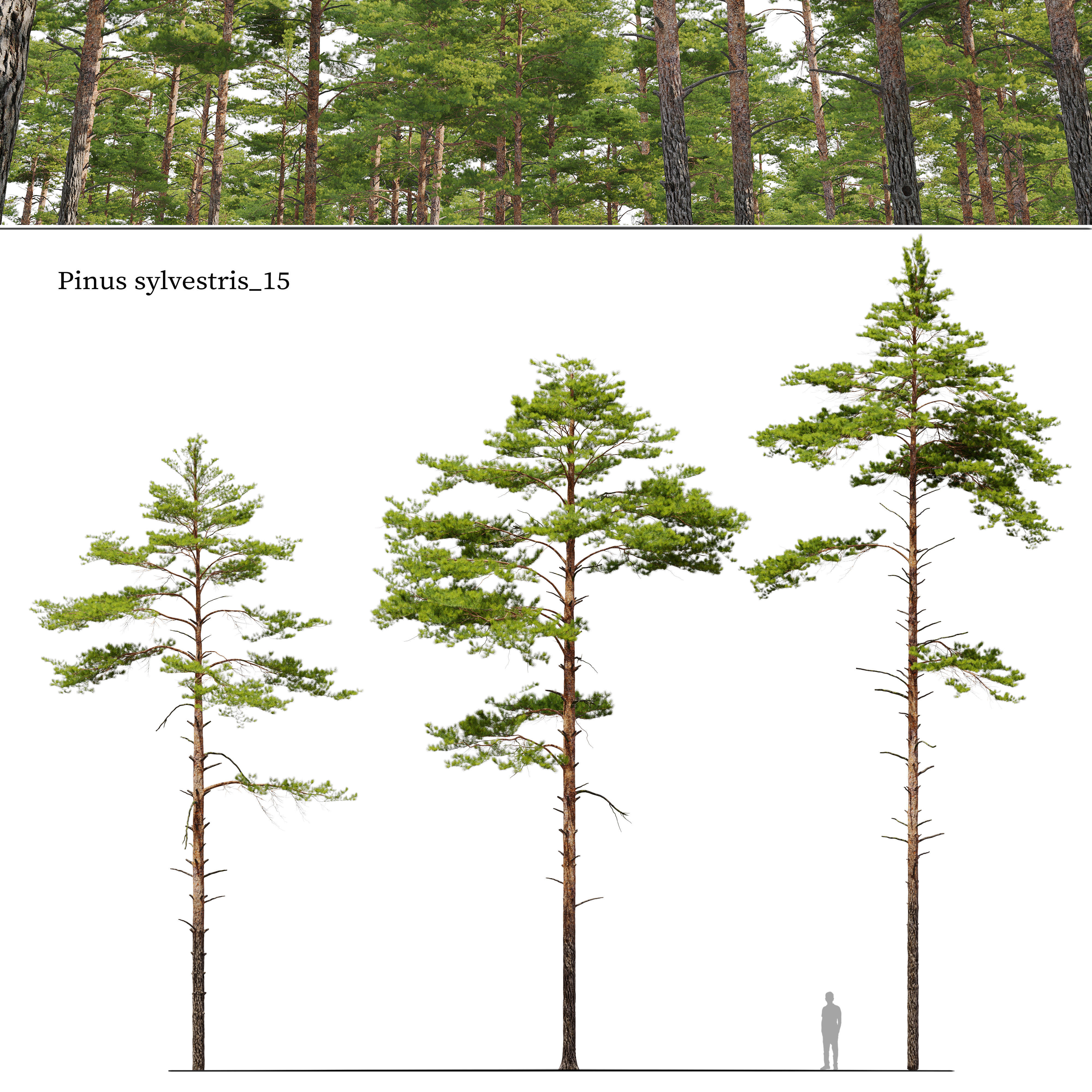 Pinus sylvestris 15 3D model_1