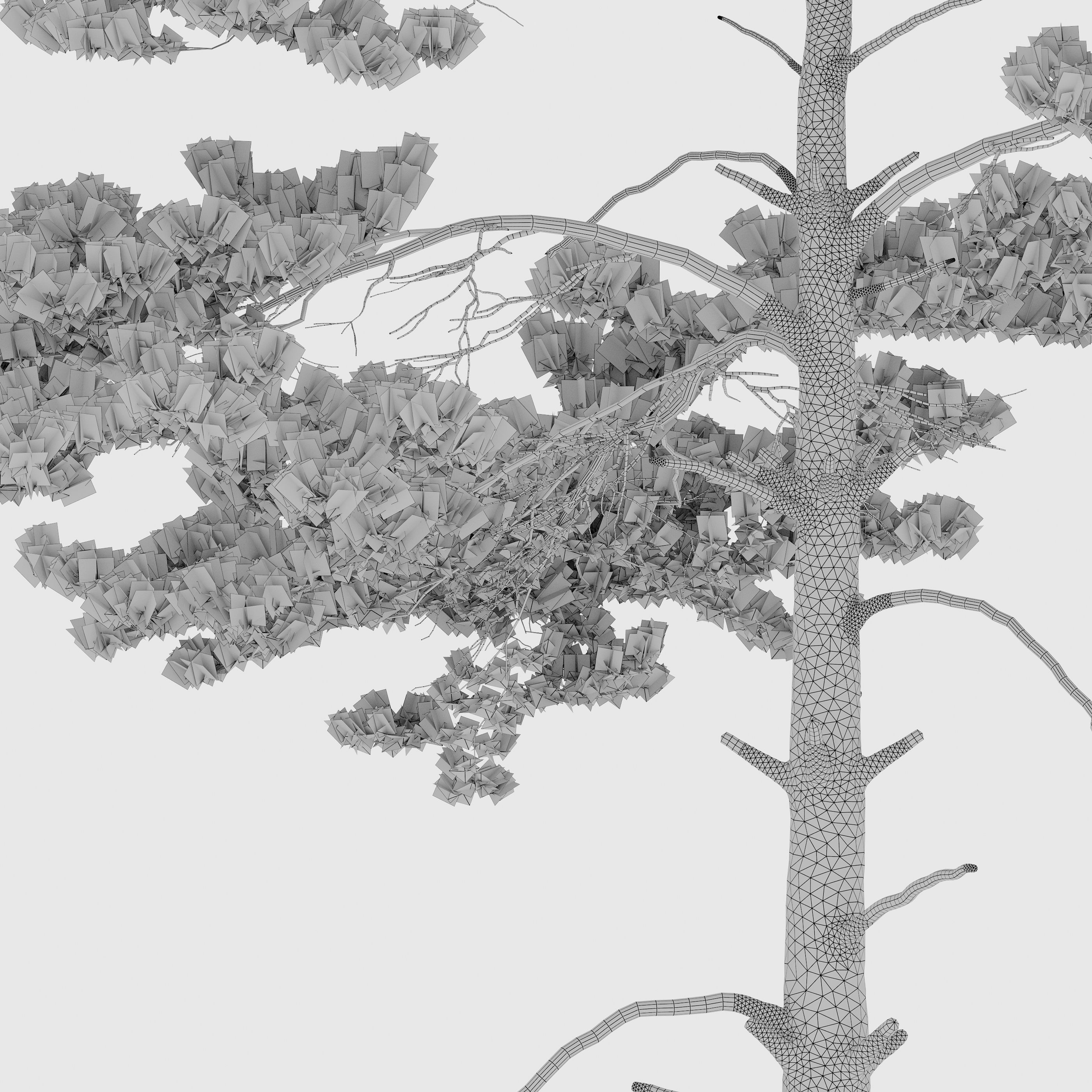 Pinus sylvestris 15 3D model_6