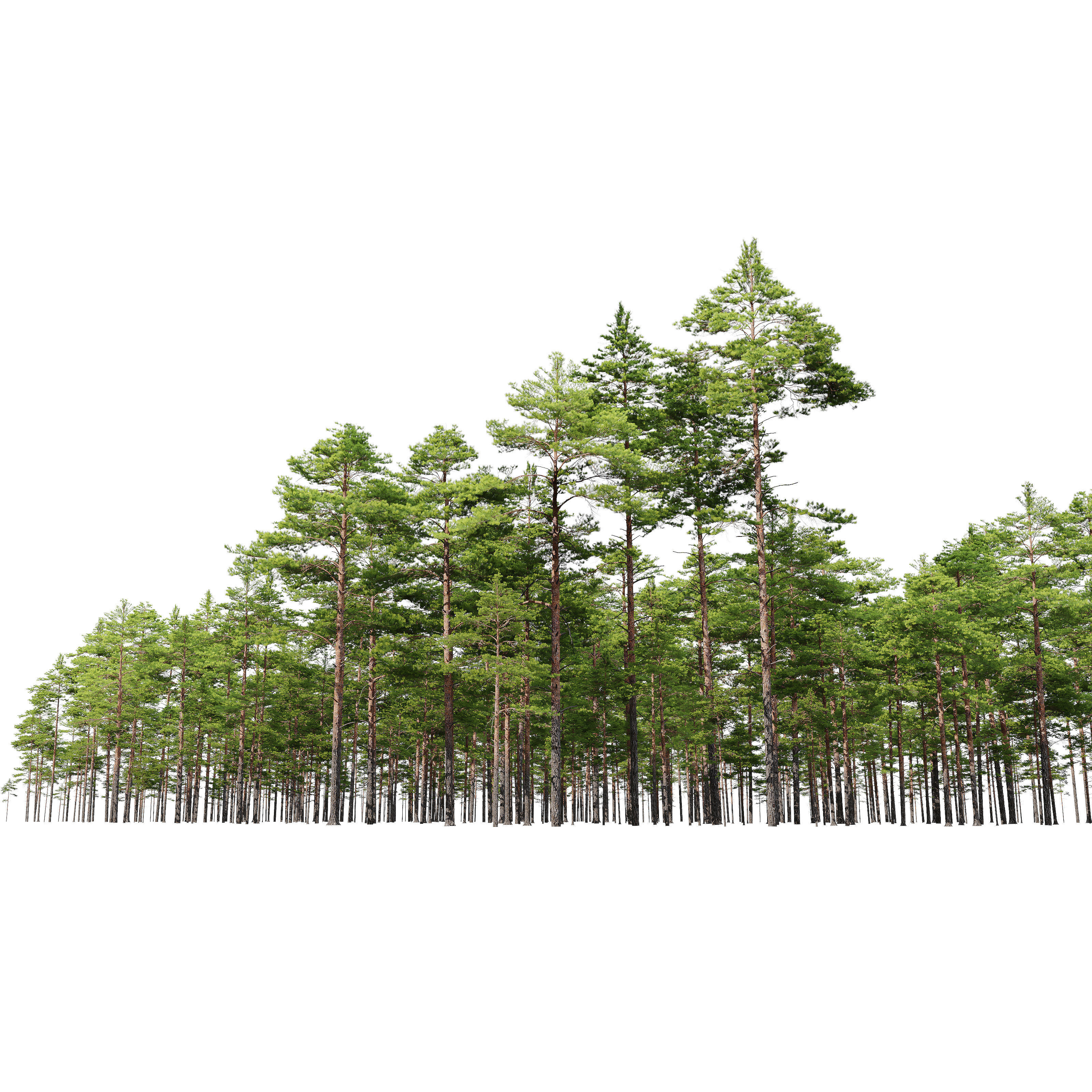 Pinus sylvestris 15 3D model_3
