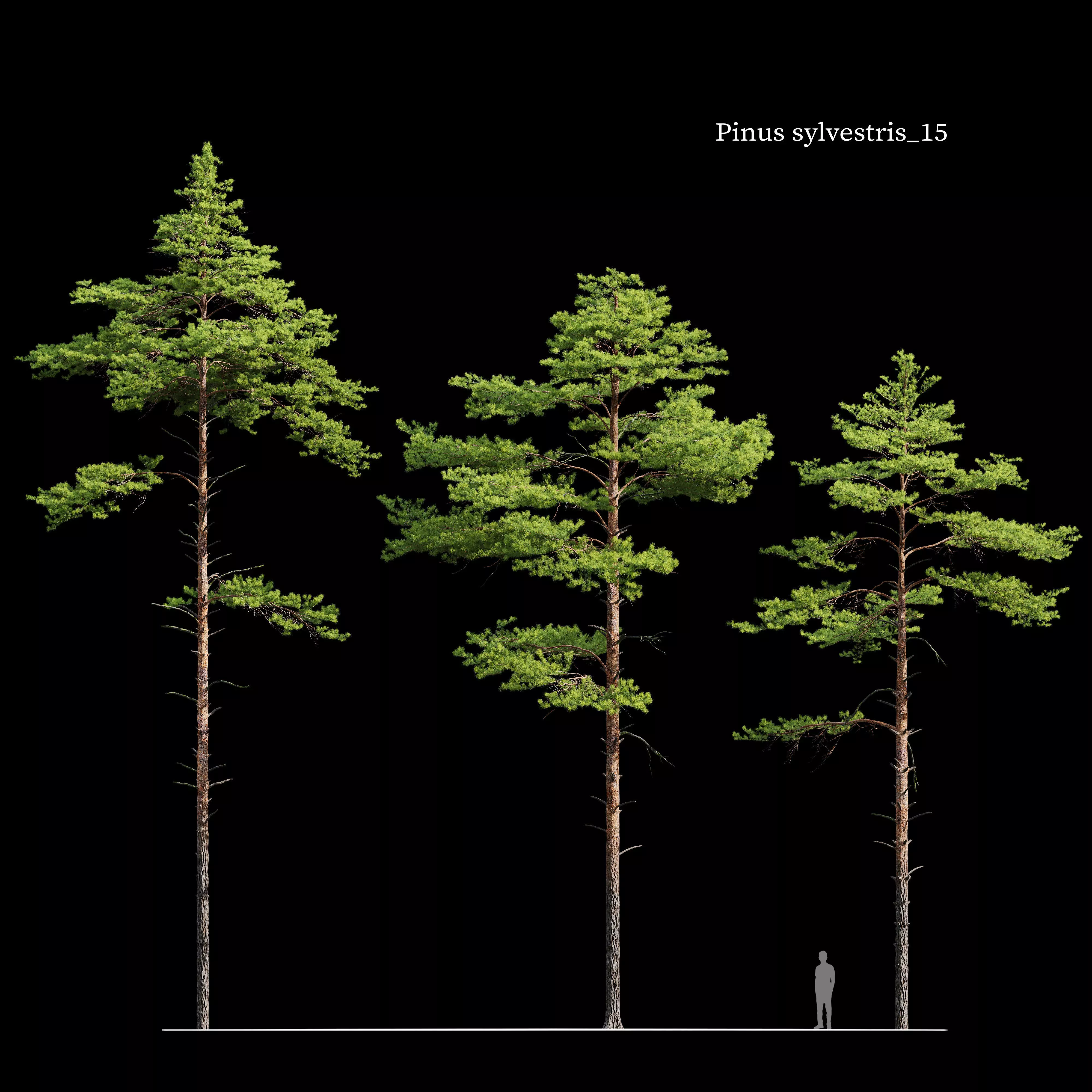Pinus sylvestris 15 3D model_0