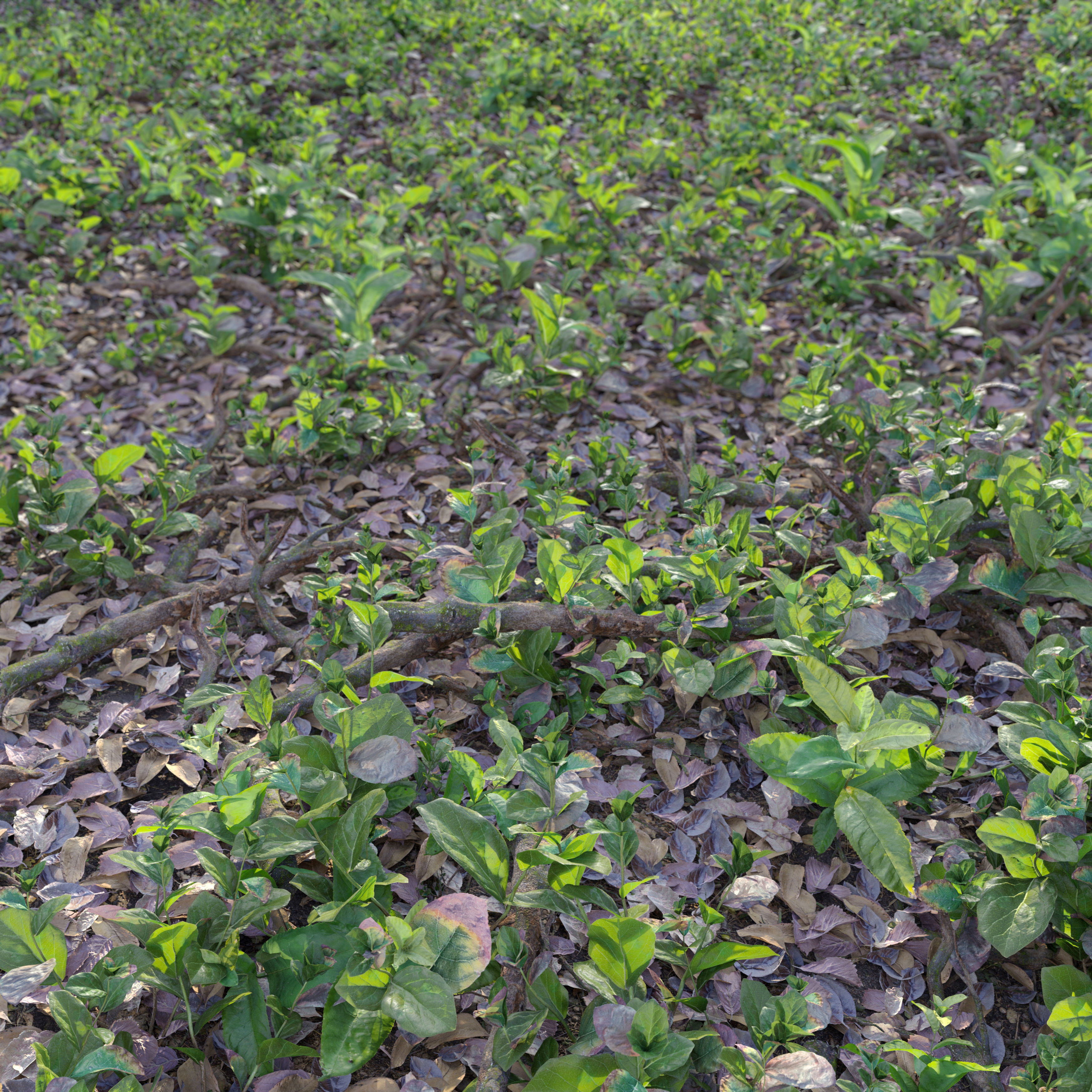 Meadow 15 3D model_2