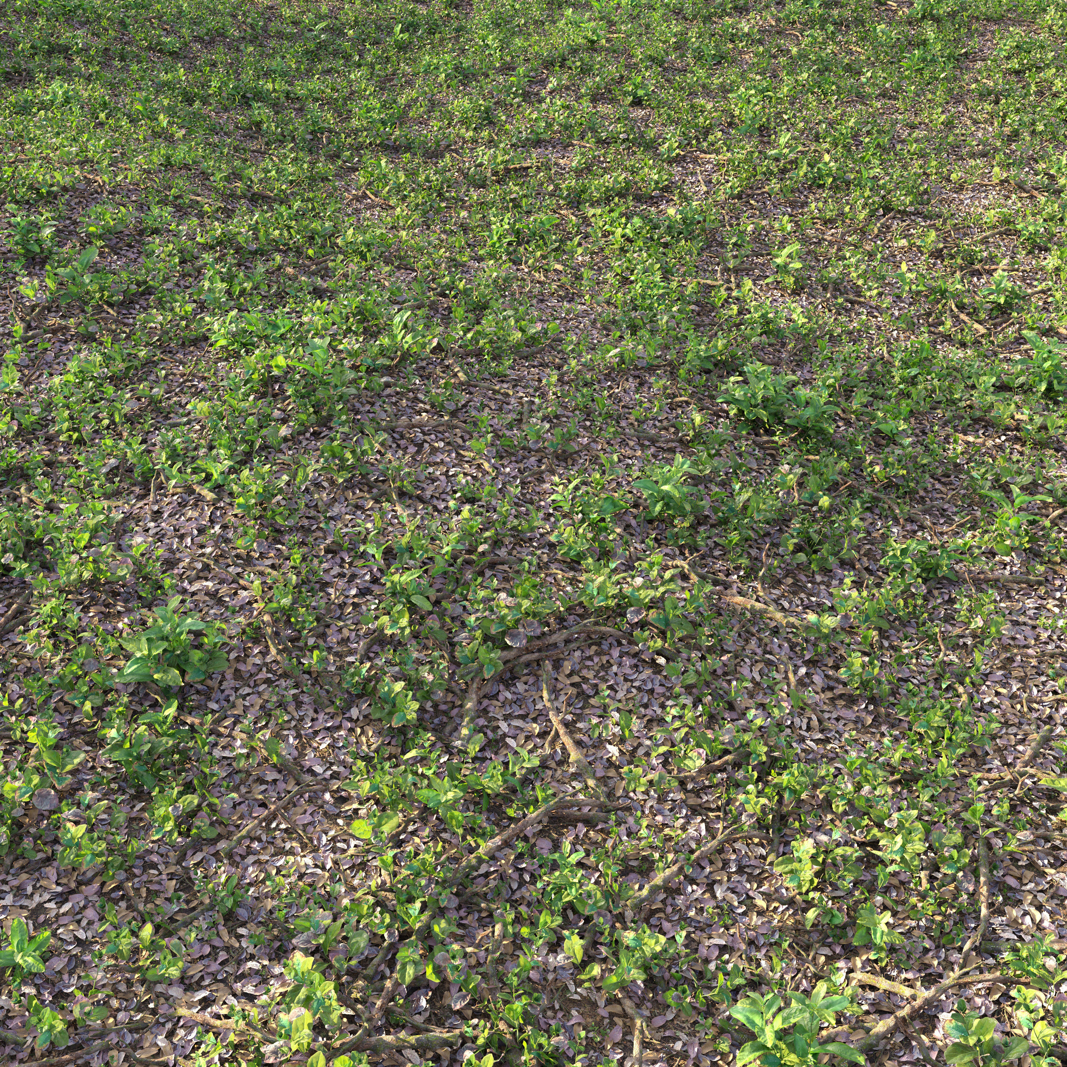 Meadow 15 3D model_1