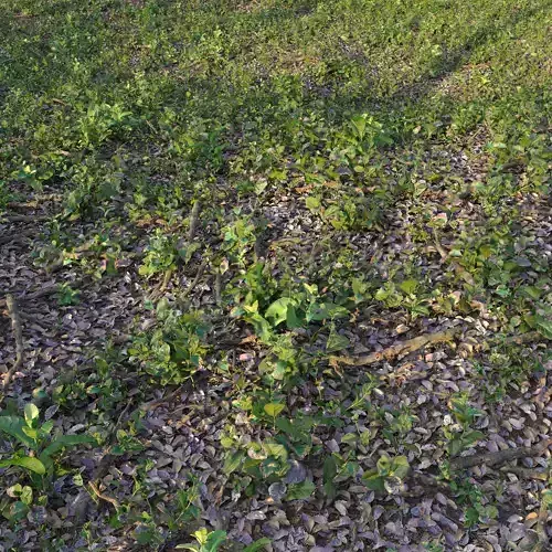 Meadow 15 3D model