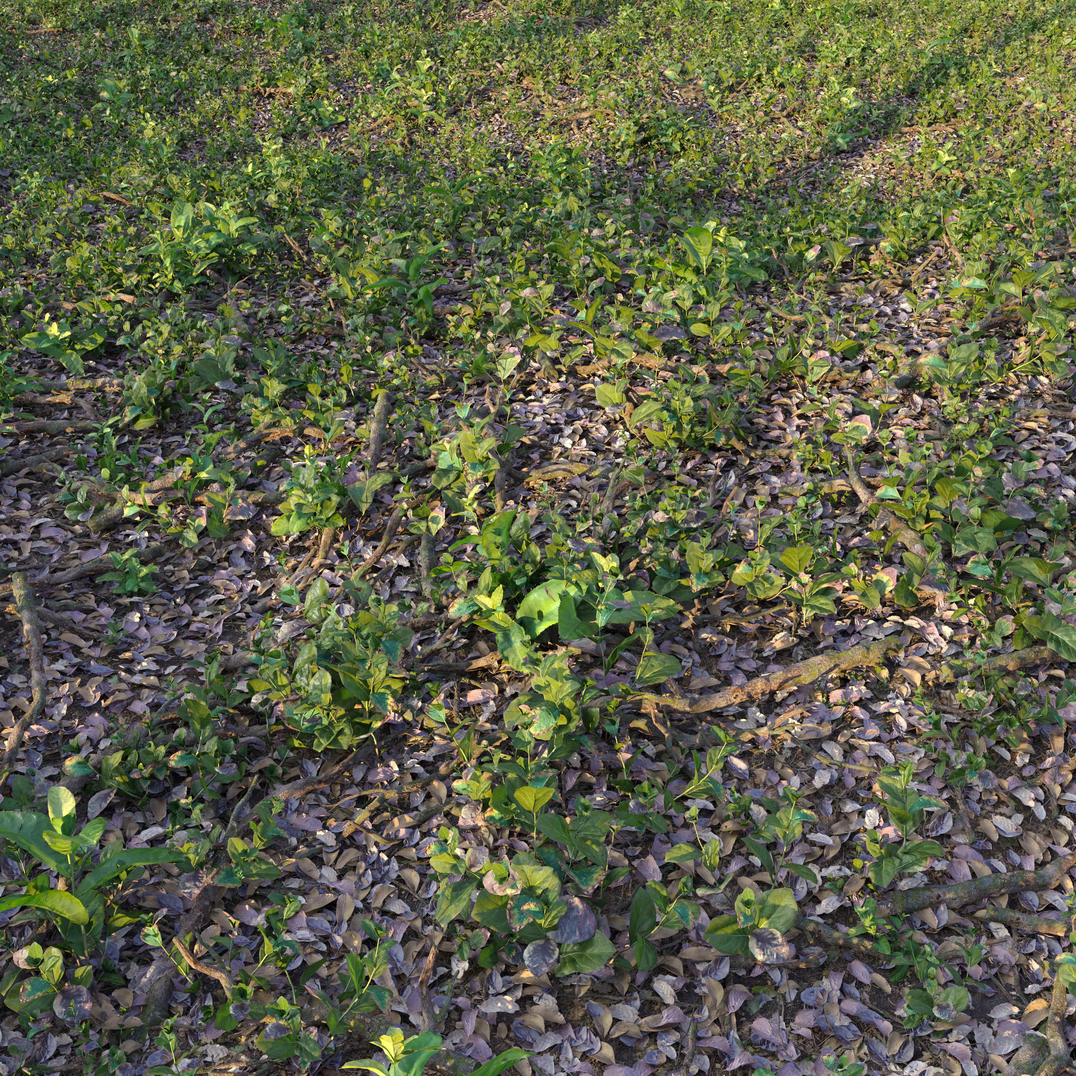 Meadow 15 3D model_0