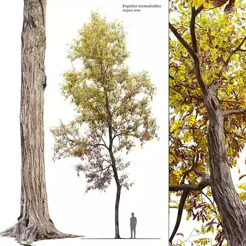 Autumn locust tree 02 3D model