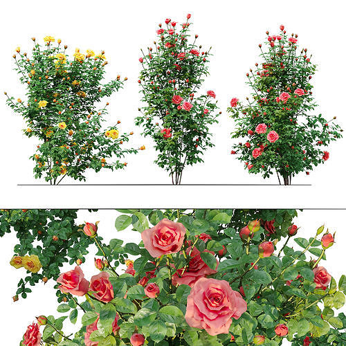 Rose bush 03 3D model