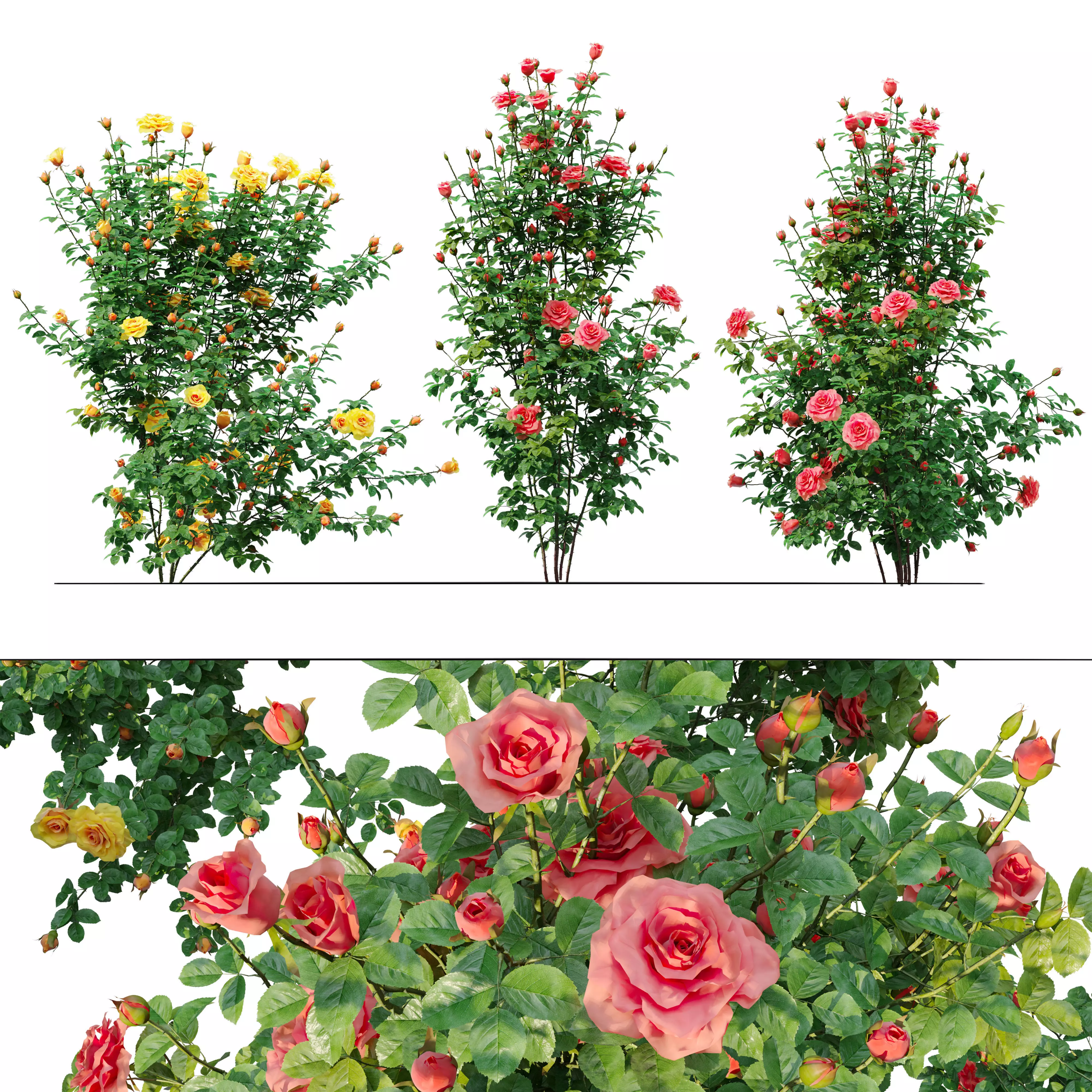 Rose bush 03 3D model_0